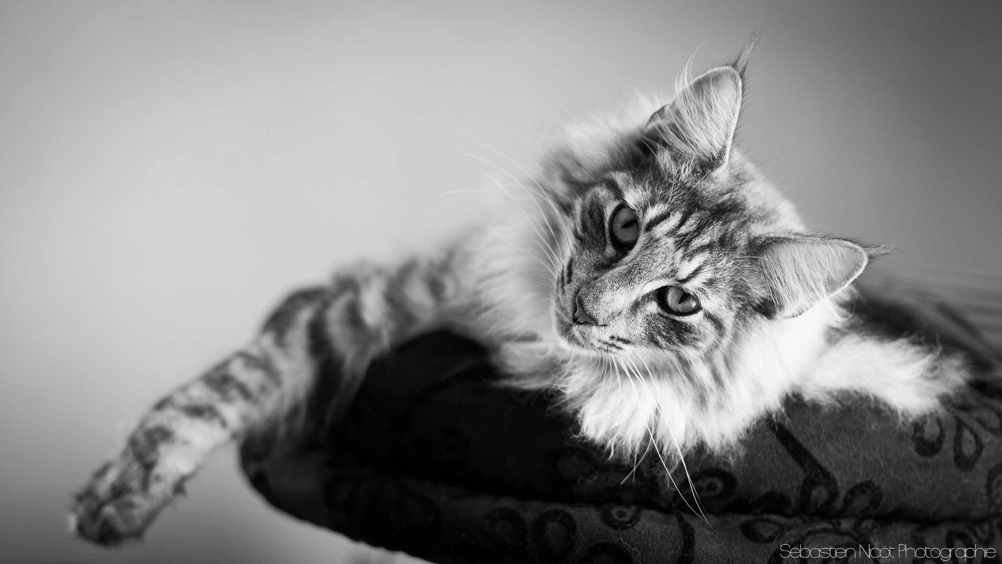 Canon EF 50mm F1.4 USM sample photo. Norwegian cat photography