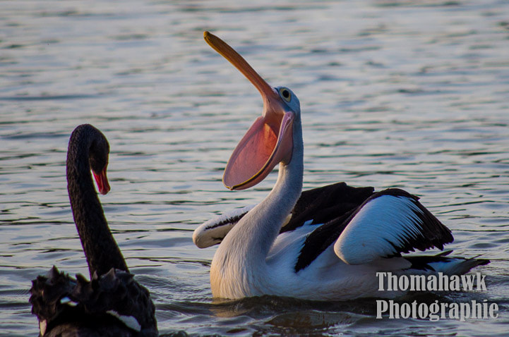 Pentax smc DA 55-300mm F4.0-5.8 ED sample photo. Birds photography