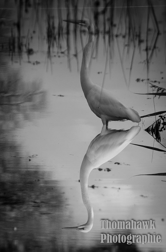 Pentax smc DA 55-300mm F4.0-5.8 ED sample photo. Birds photography