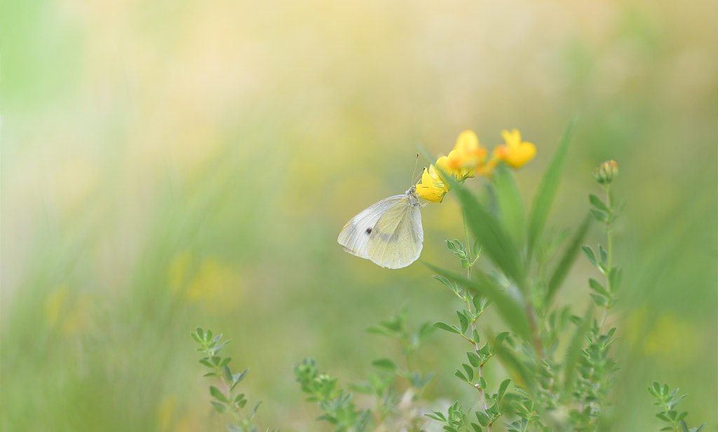 Tasty Treat by Andrei Stepanov on 500px.com