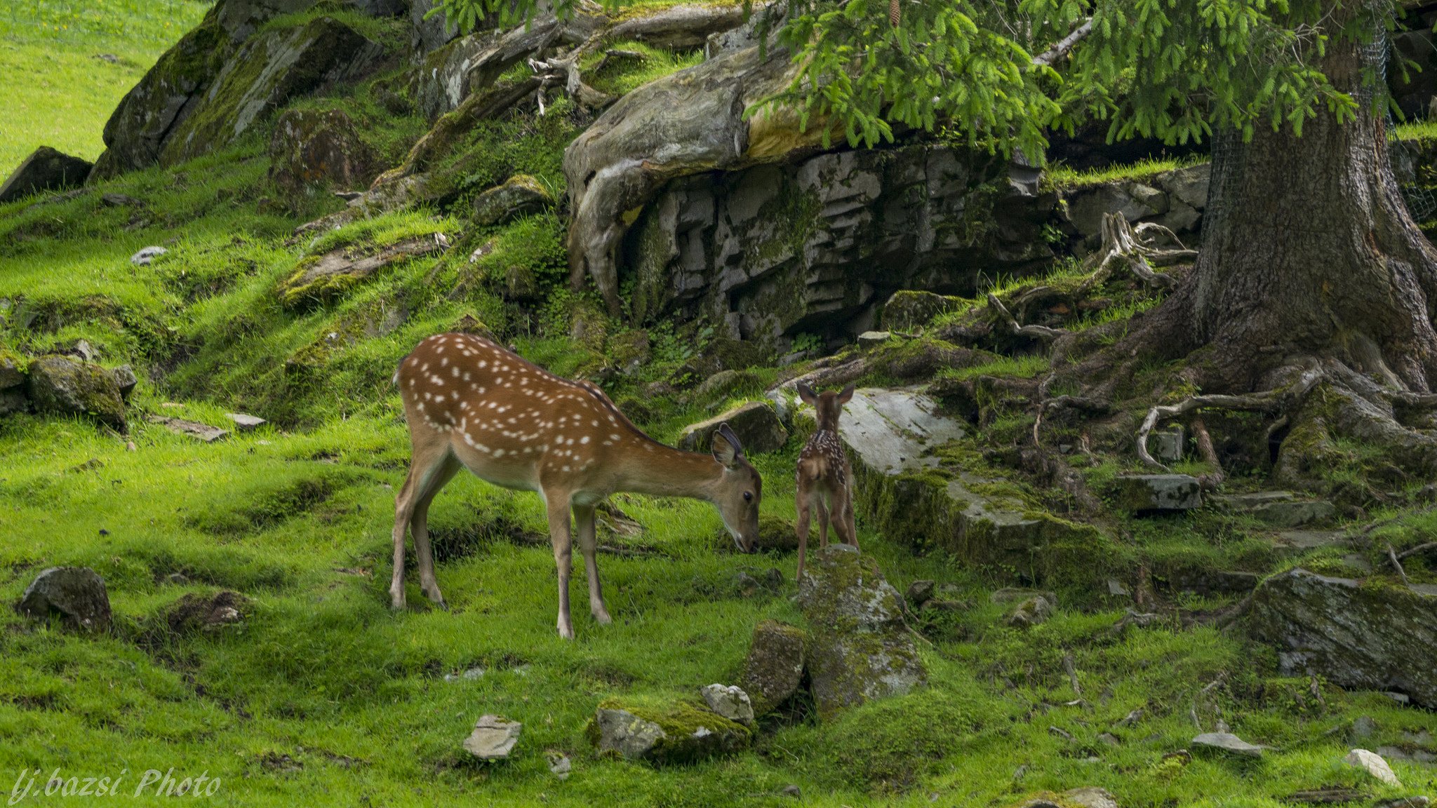 Olympus OM-D E-M10 sample photo. Deer photography
