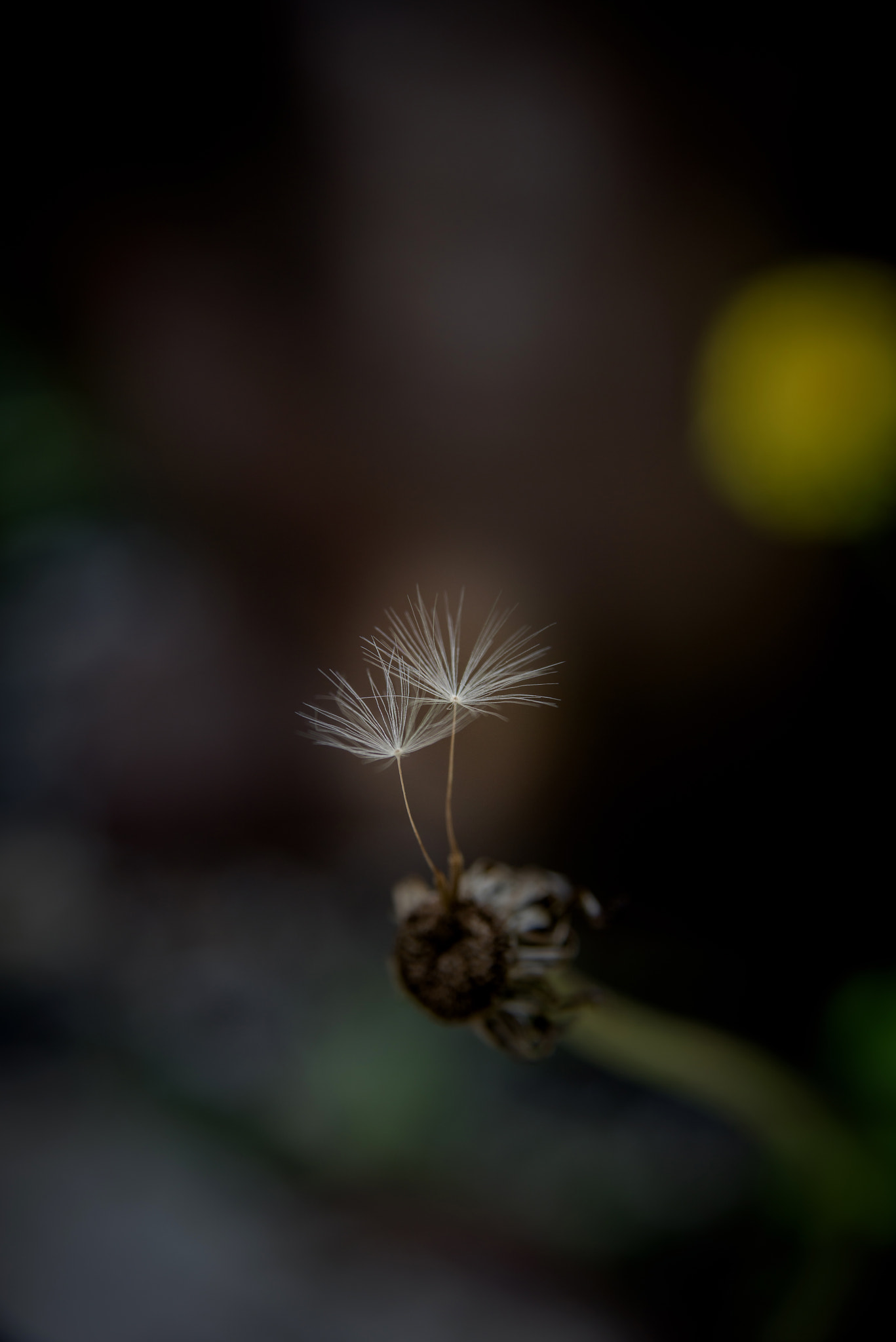 Nikon AF Nikkor 24-85mm F2.8-4D IF sample photo. Dandelion photography