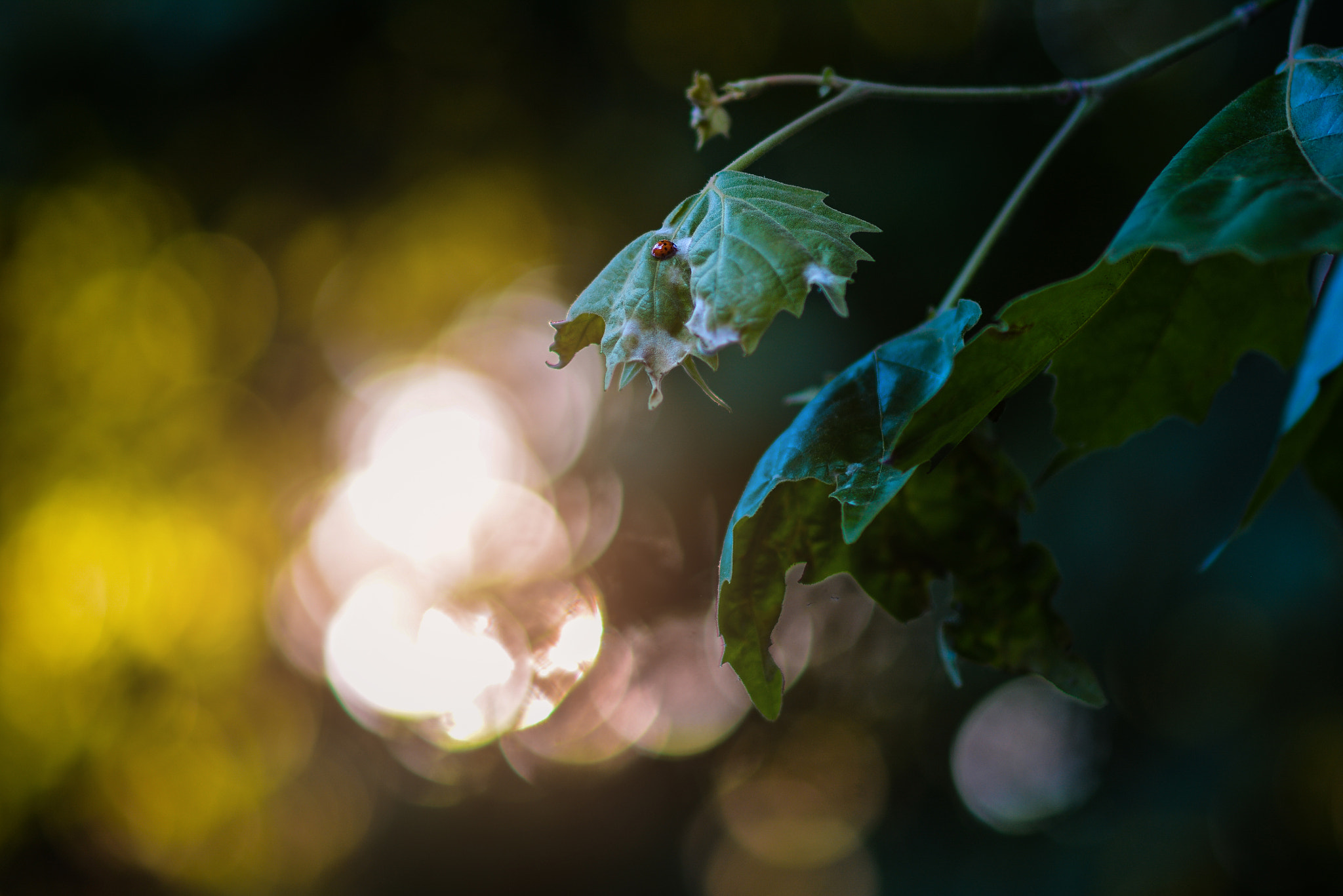 Nikon D7100 + Sigma 85mm F1.4 EX DG HSM sample photo. Lovely ladybug photography