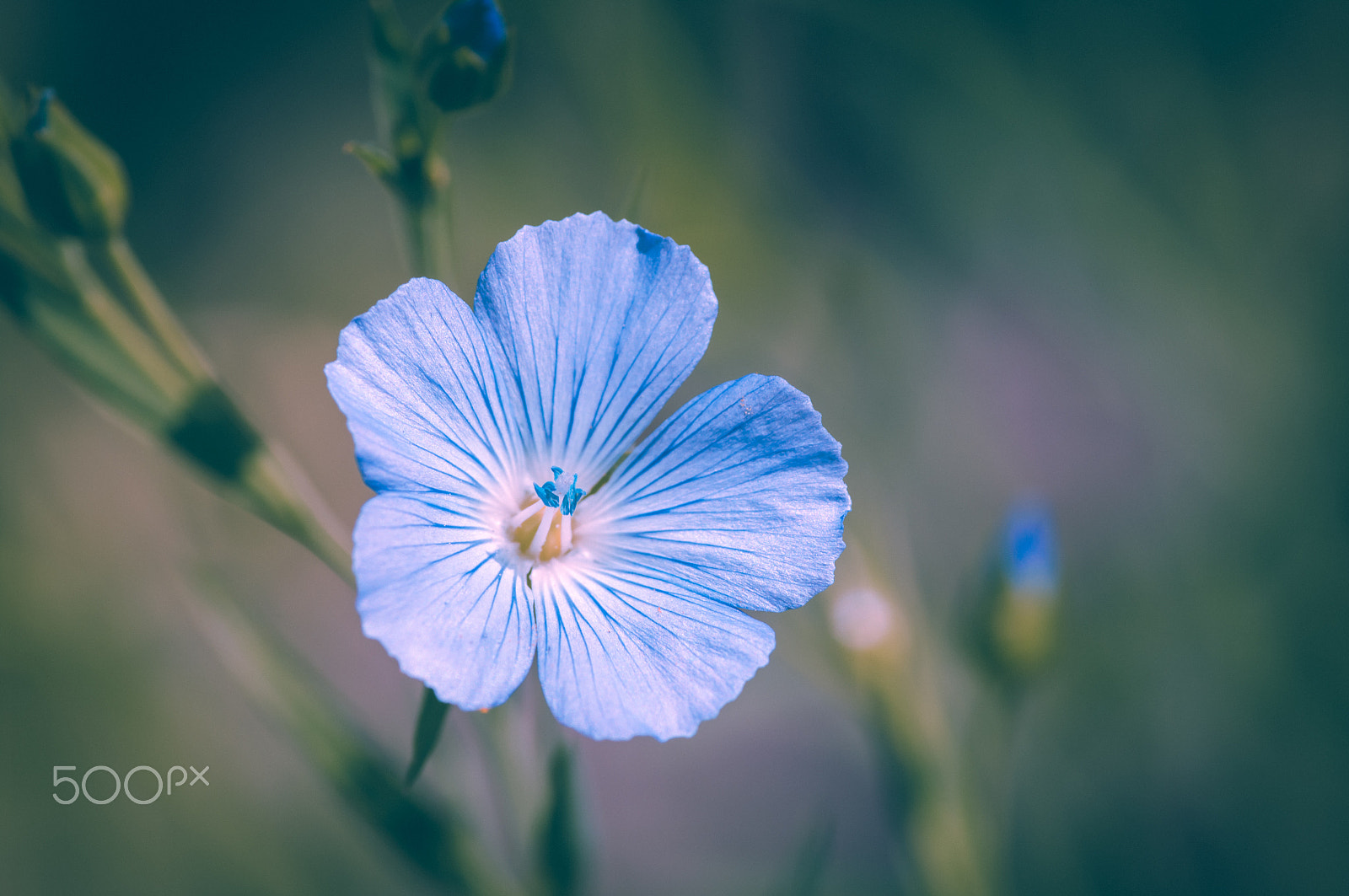 Pentax K20D + Pentax smc D-FA 100mm F2.8 macro sample photo. Light blue... photography