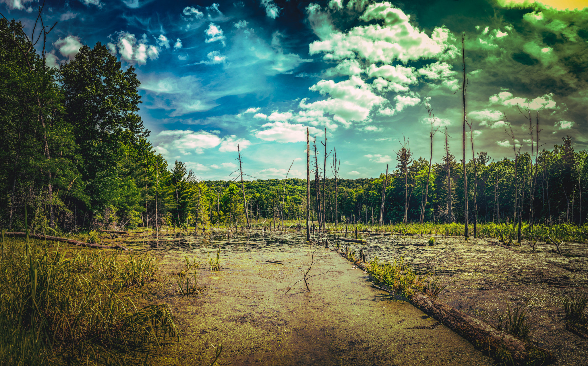 Nikon D750 + Samyang 35mm F1.4 AS UMC sample photo. Letchworth state park swamp photography