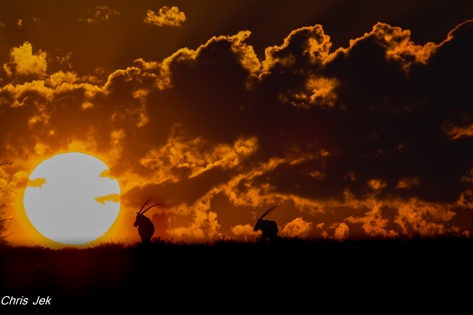 Canon EF 500mm F4L IS II USM sample photo. Sunrise in kalahari photography