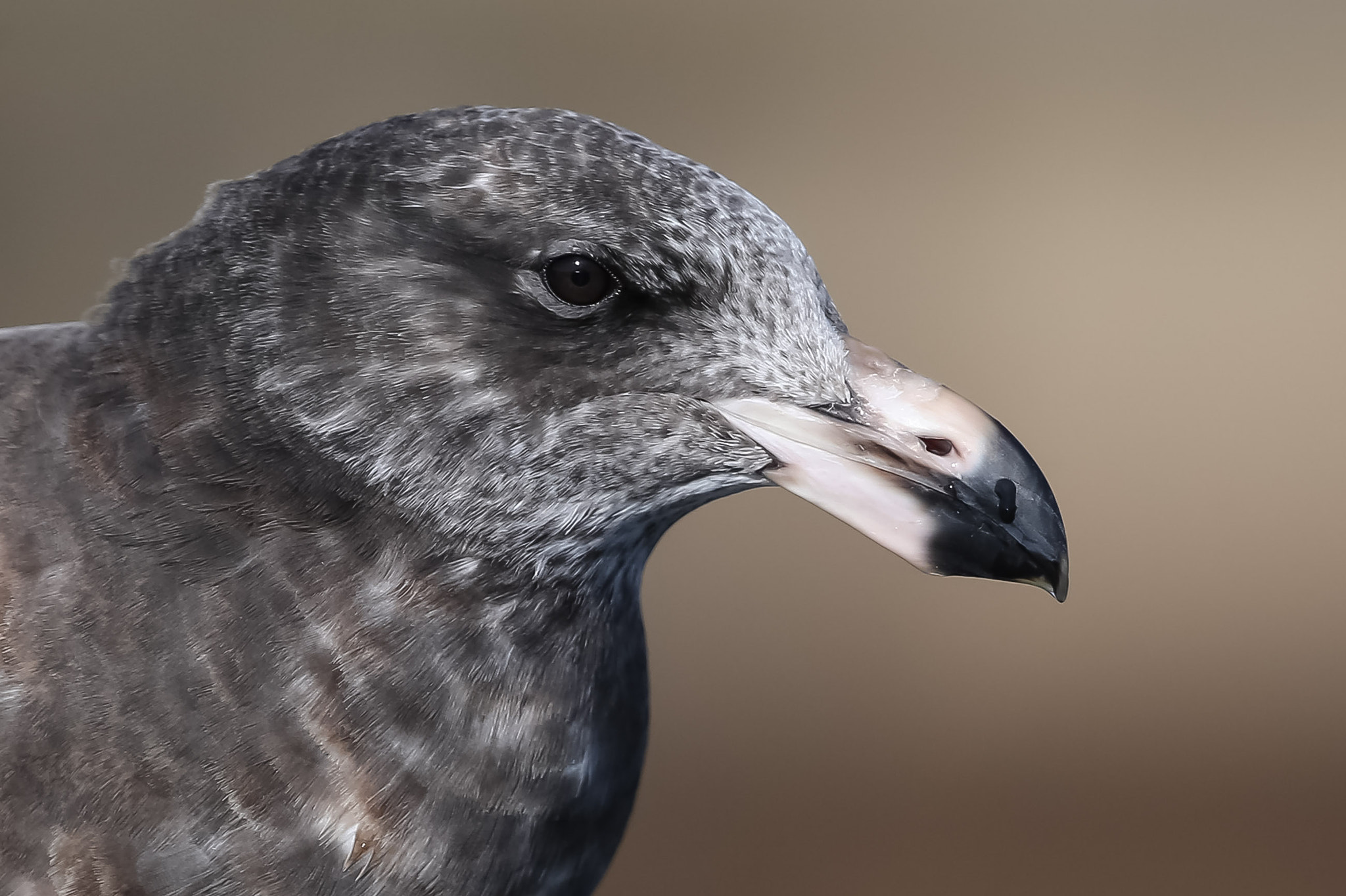 Canon EF 300mm F2.8L IS II USM sample photo. Juvenile pacific gull photography