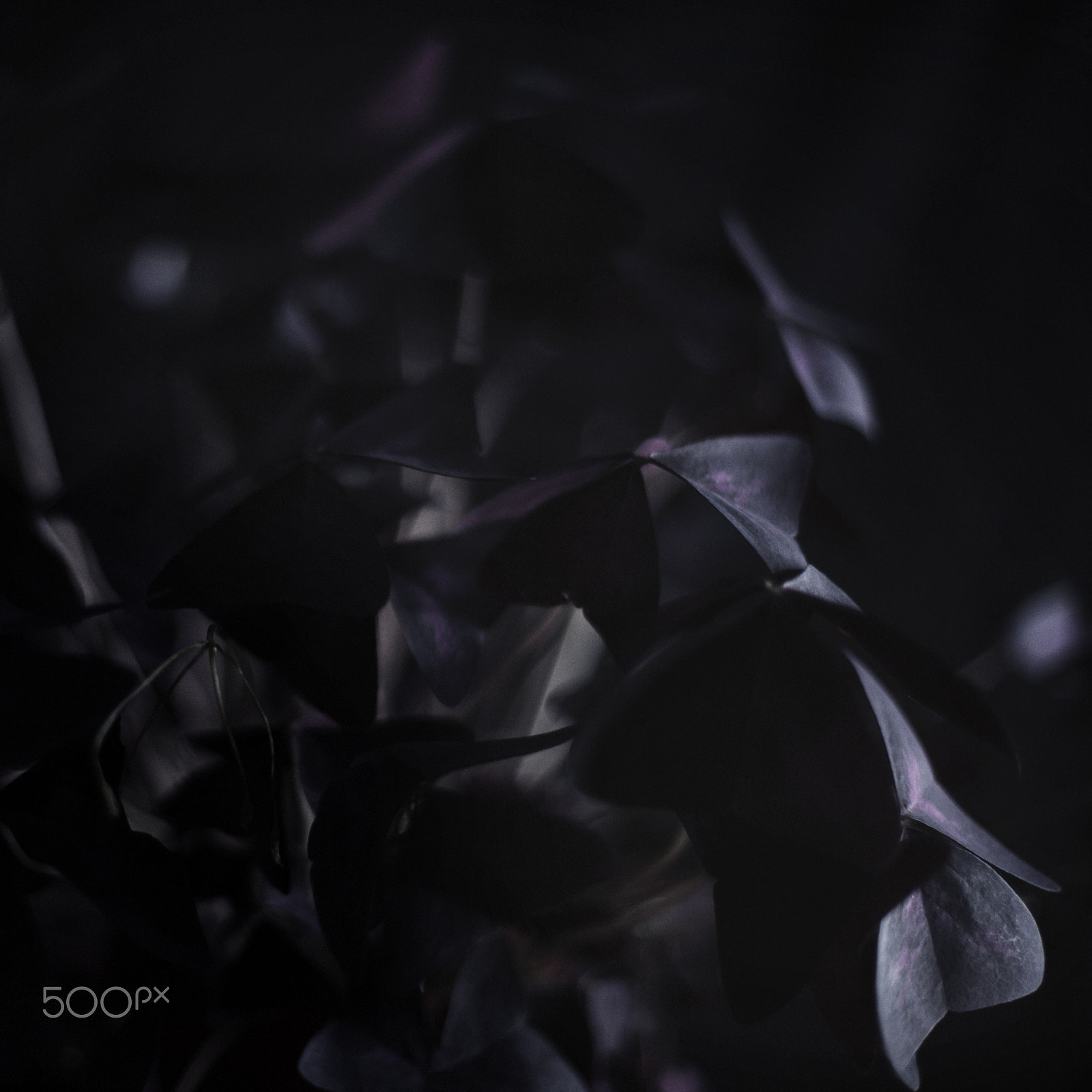 Canon EF 50mm F1.4 USM sample photo. Shadow flower photography