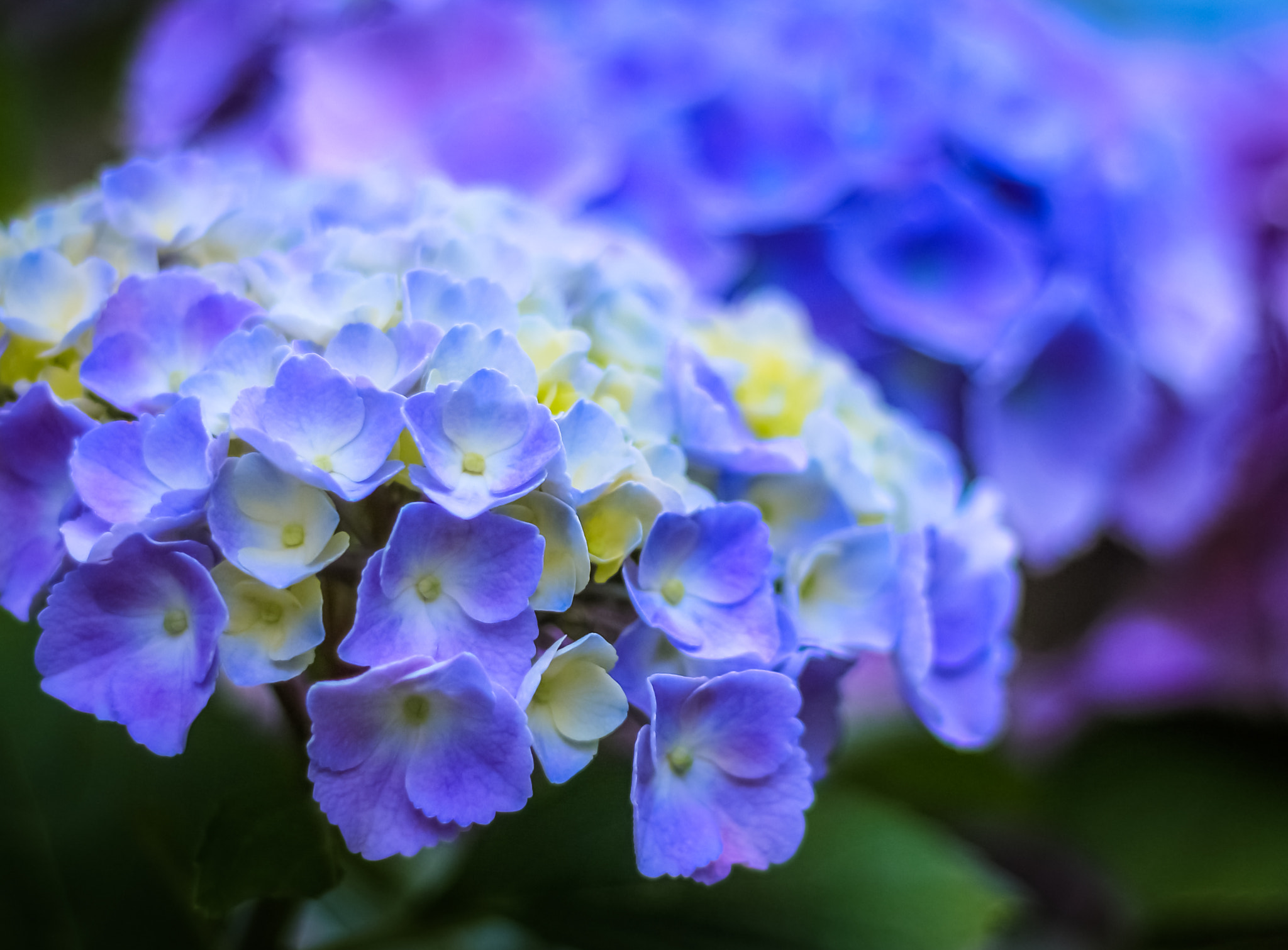 Canon EOS 650D (EOS Rebel T4i / EOS Kiss X6i) sample photo. Season of bluish purple photography