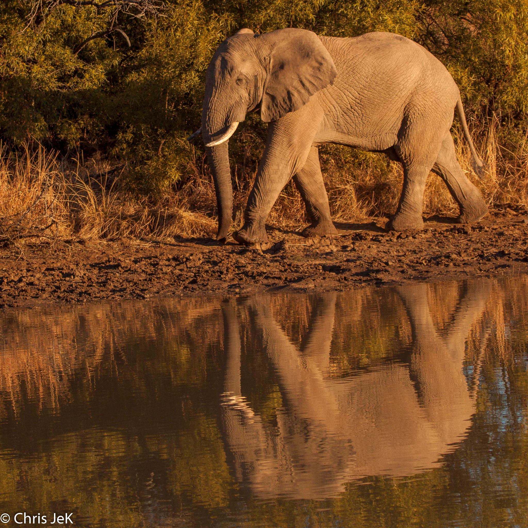 Canon EF 100-400mm F4.5-5.6L IS USM sample photo. éléphant pilanesberg reflet photography