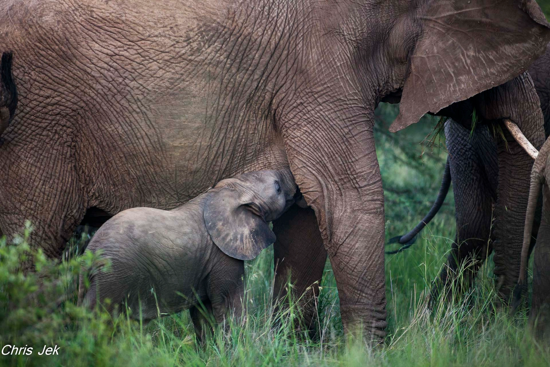 Canon EF 300mm f/2.8L sample photo. Elephant calf suckling photography