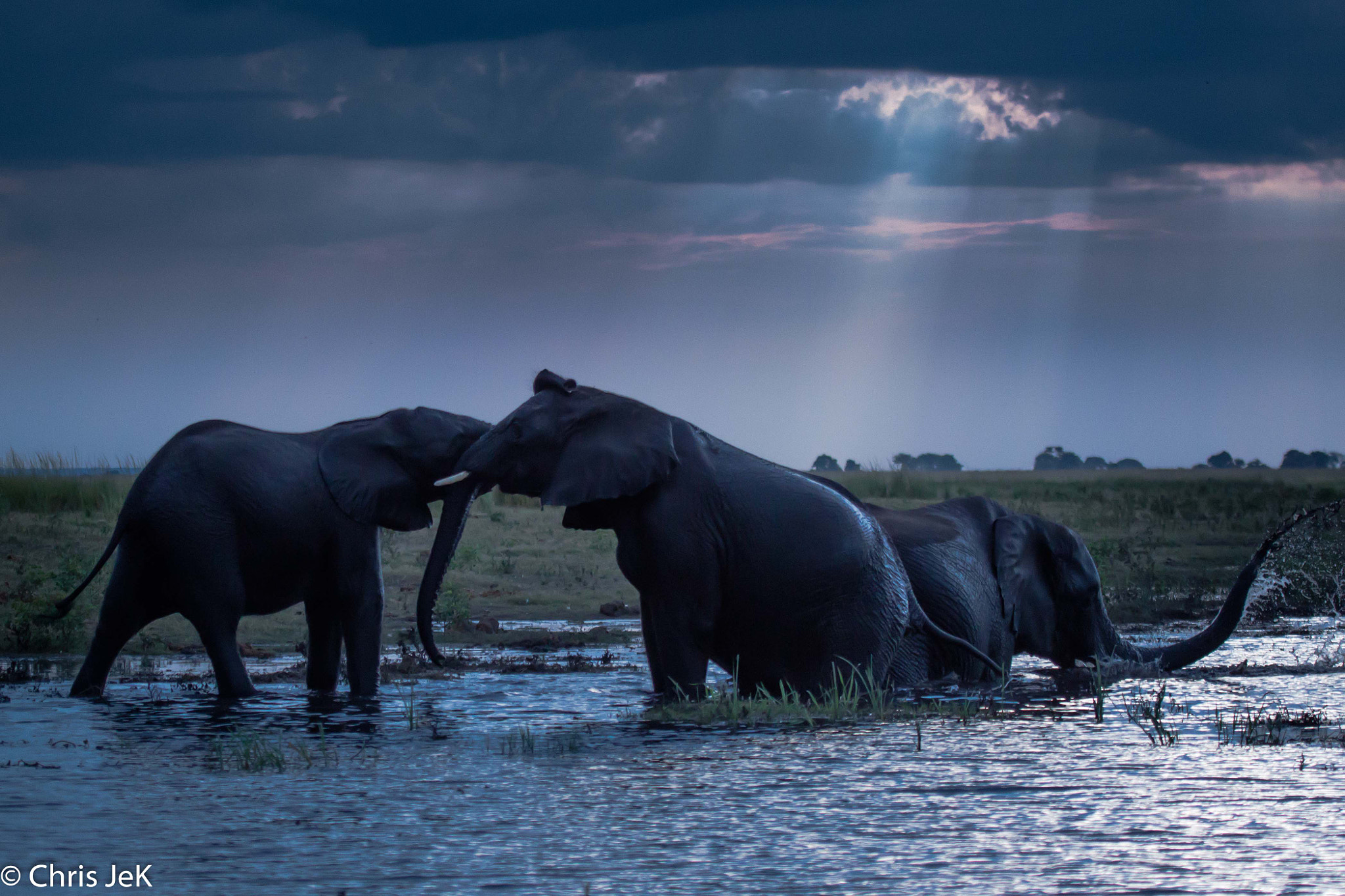 Canon EF 100-400mm F4.5-5.6L IS USM sample photo. Elephants in chobe river photography