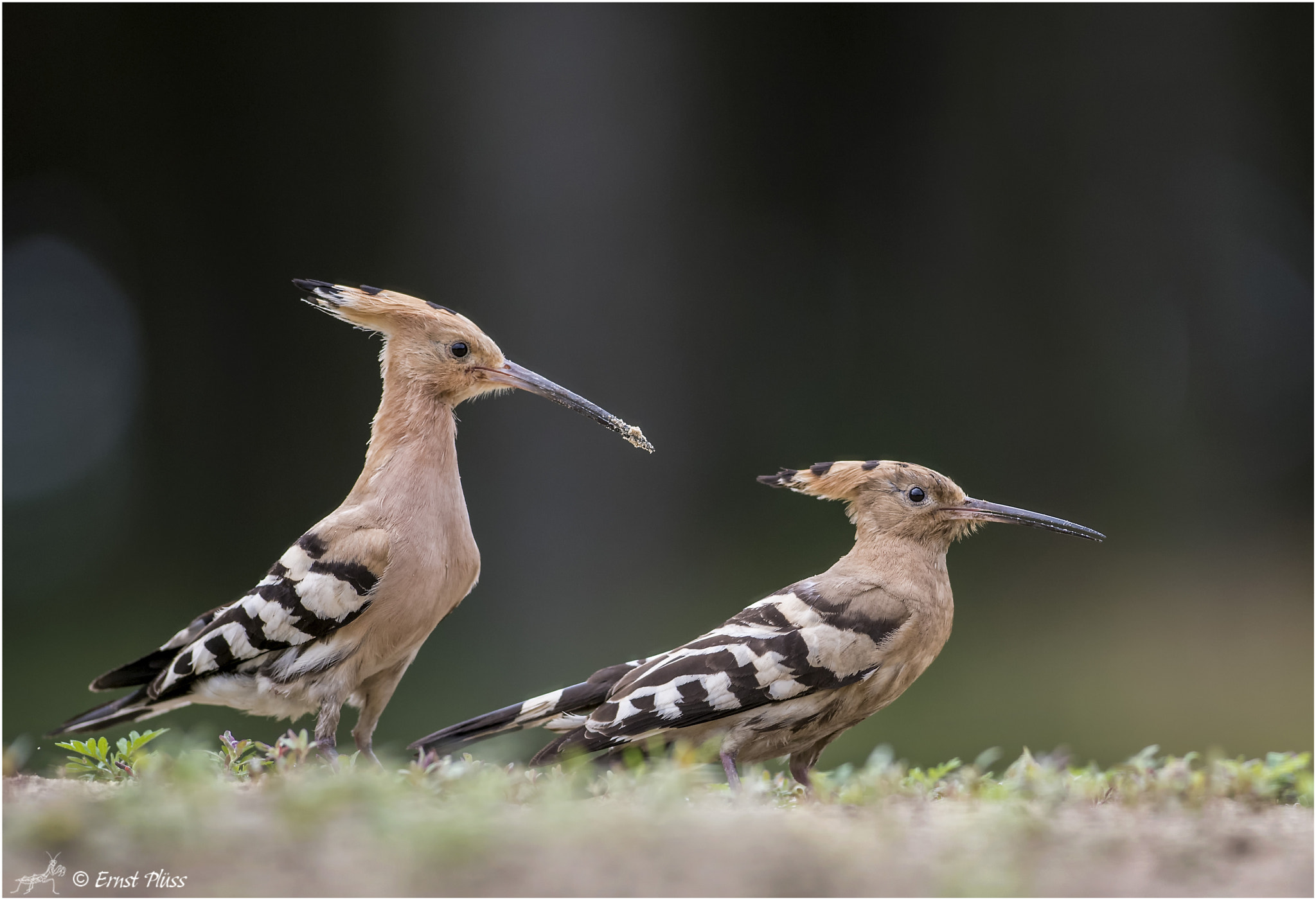 Nikon AF-S Nikkor 300mm F2.8G ED VR II sample photo. Eurasian hoopoe couple photography