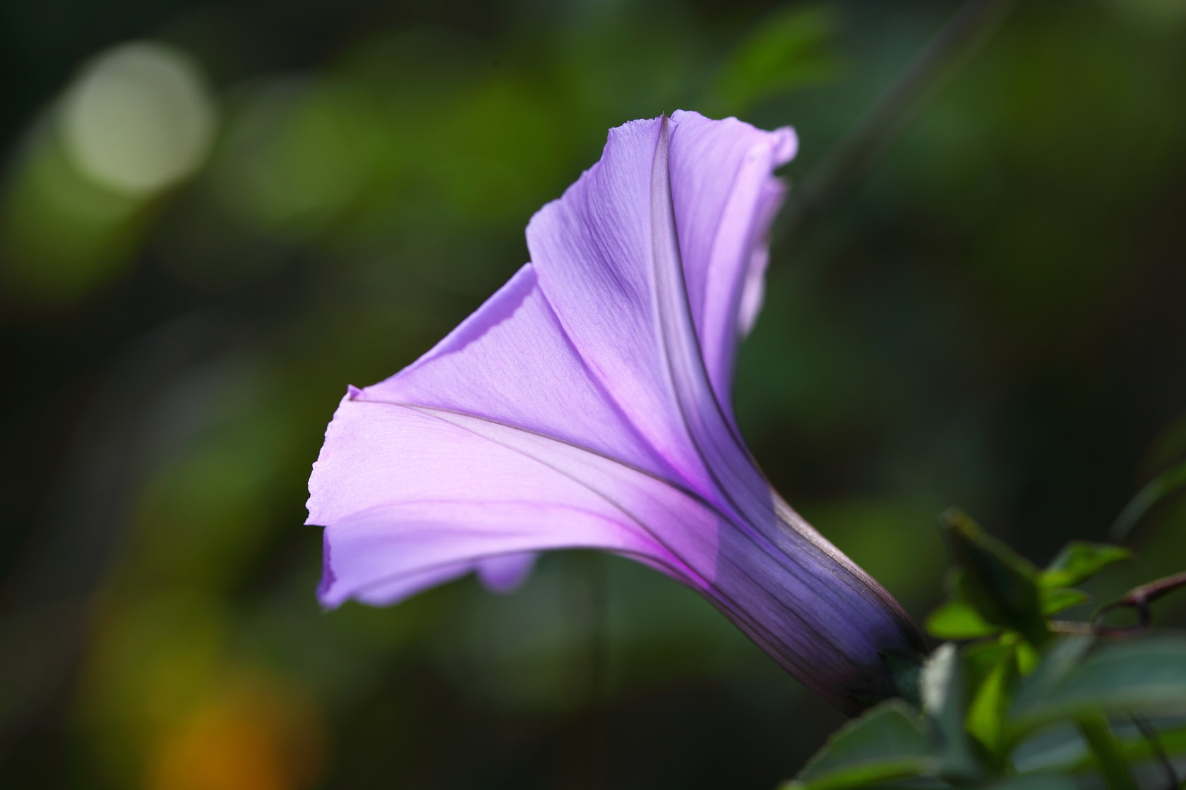 Canon EF 100mm F2.8 Macro USM sample photo. Morning glory photography