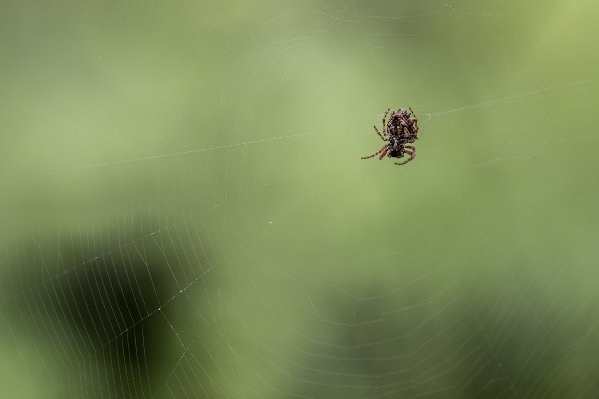Nikon D810 + Nikon AF Micro-Nikkor 200mm F4D ED-IF sample photo. Star-bellied orb weaver photography