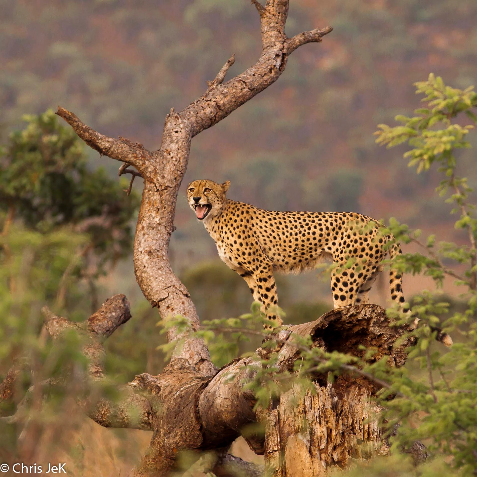 Canon EOS 500D (EOS Rebel T1i / EOS Kiss X3) + Canon EF 300mm f/2.8L sample photo. Cheetah on a tree photography