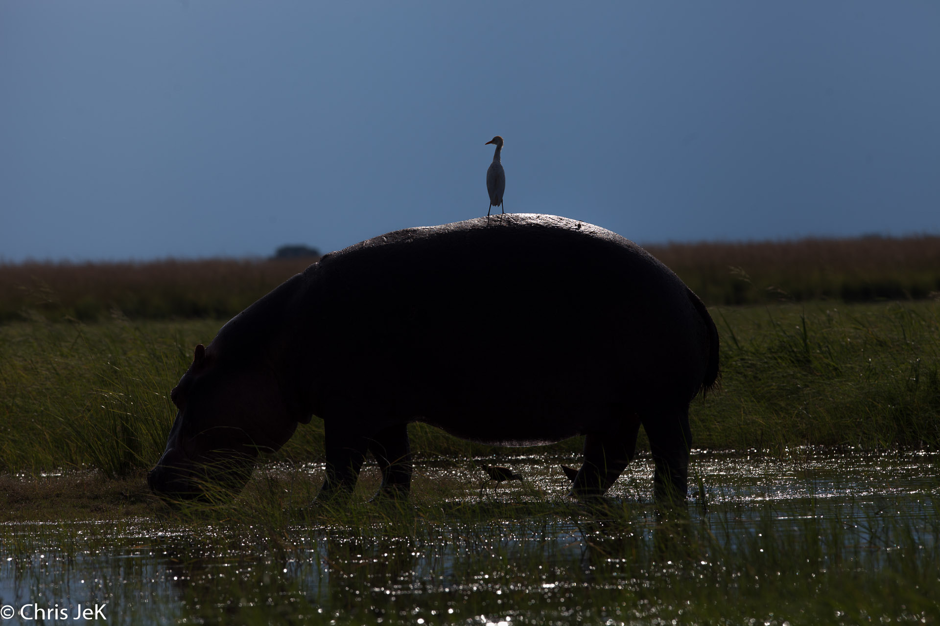 Canon EOS 5D Mark II + Canon EF 300mm F2.8L IS USM sample photo. Hippo and cattle egret photography