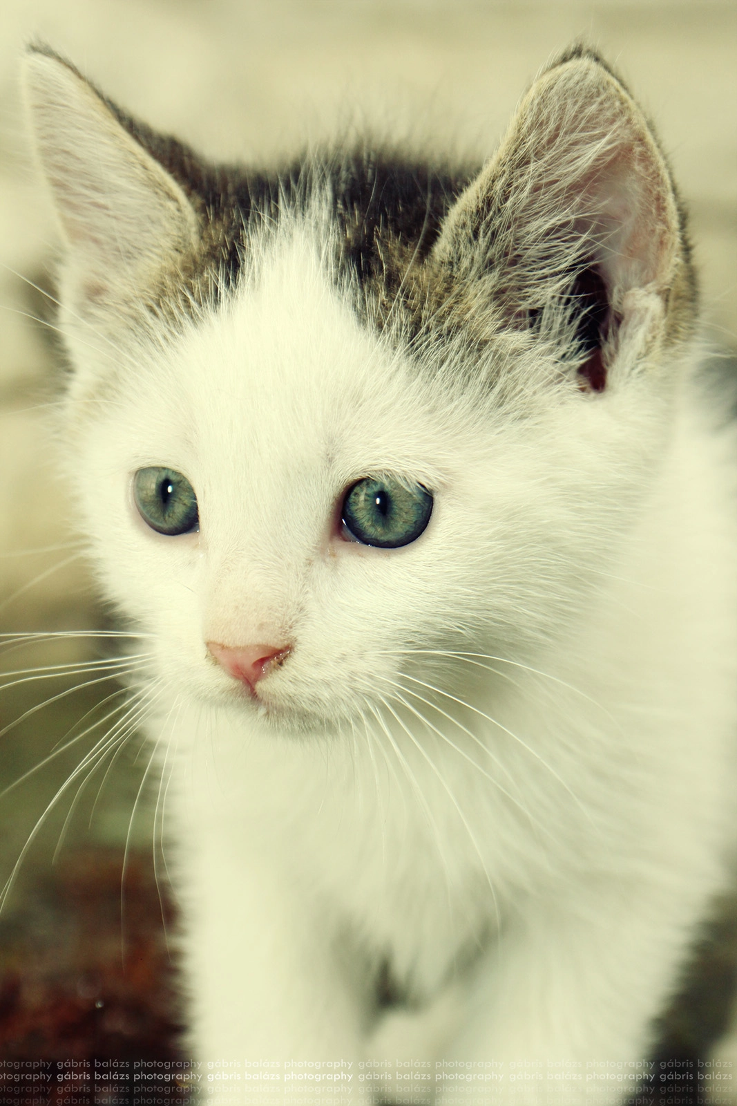 Sigma 18-50mm F2.8-4.5 DC OS HSM sample photo. Cat portrait photography
