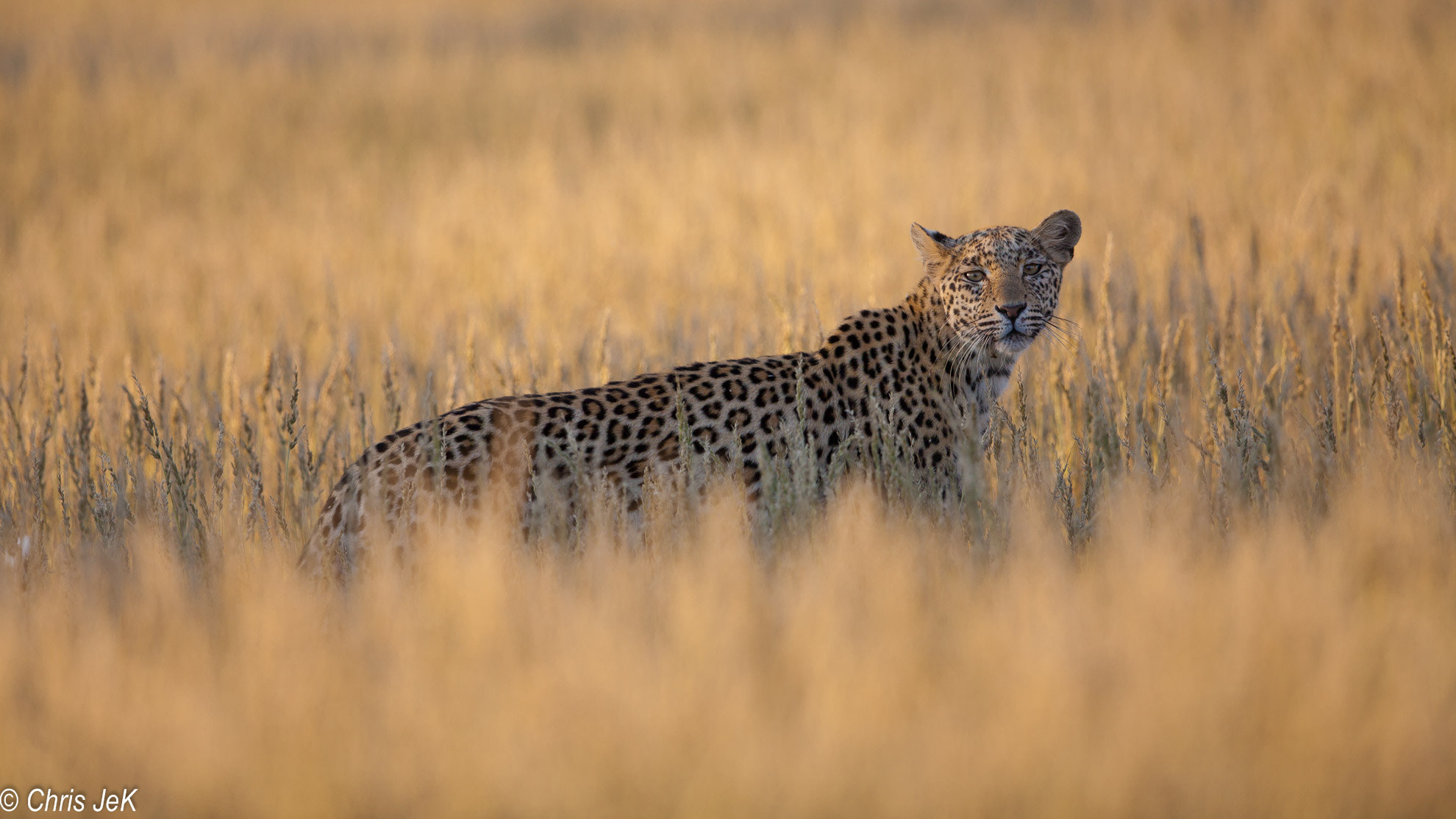 Canon EF 500mm F4L IS II USM sample photo. Léopard () photography