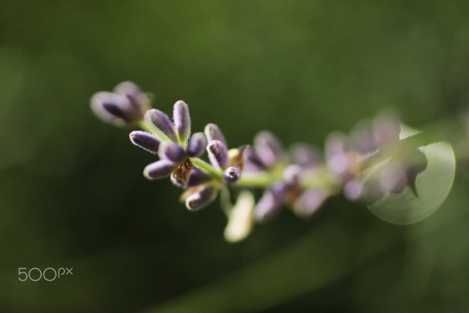 Canon EOS 600D (Rebel EOS T3i / EOS Kiss X5) + Canon EF 50mm F2.5 Macro sample photo. Lavender morning photography