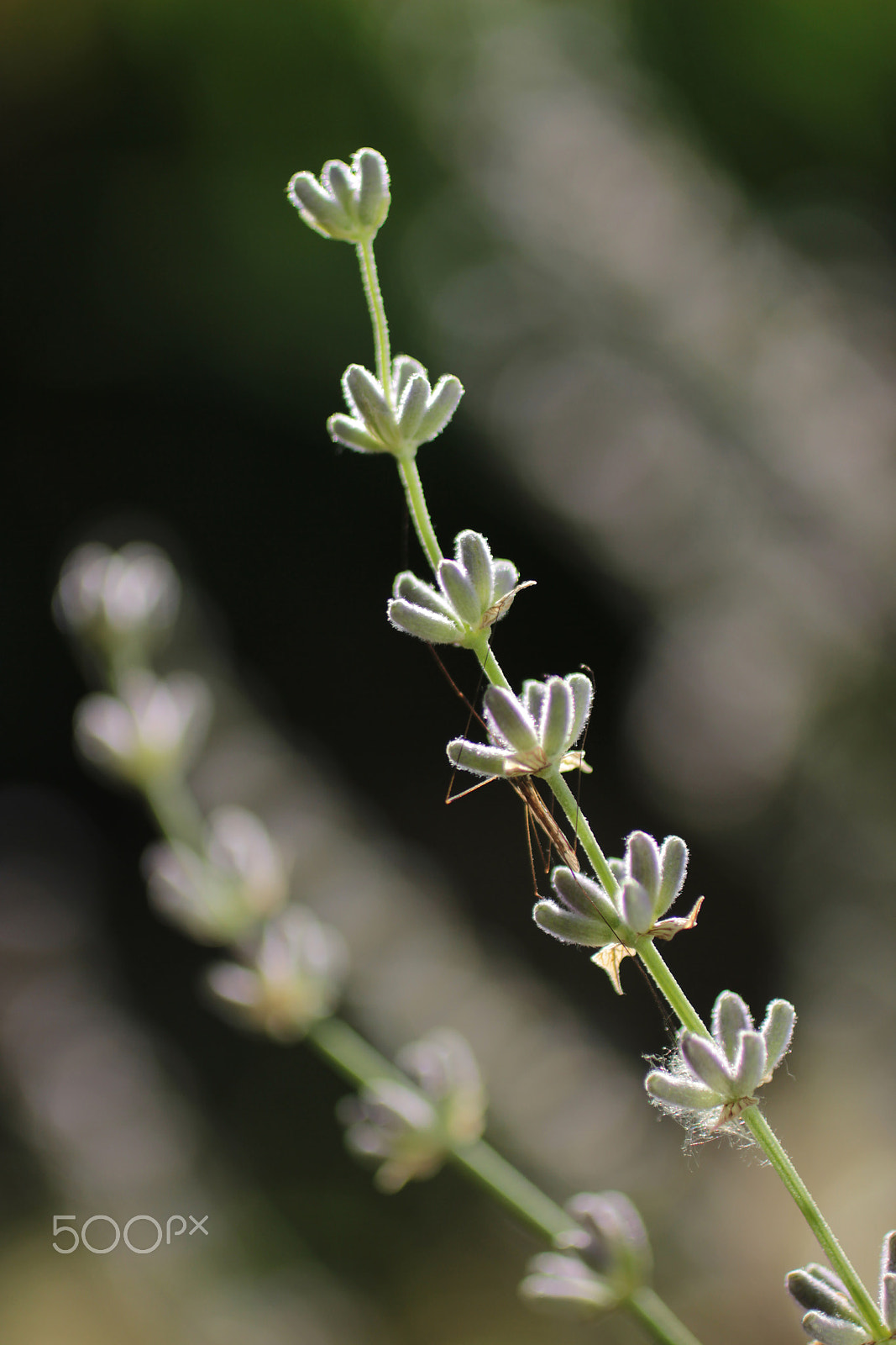 Canon EOS 600D (Rebel EOS T3i / EOS Kiss X5) + Canon EF 50mm F2.5 Macro sample photo. Lavender morning photography