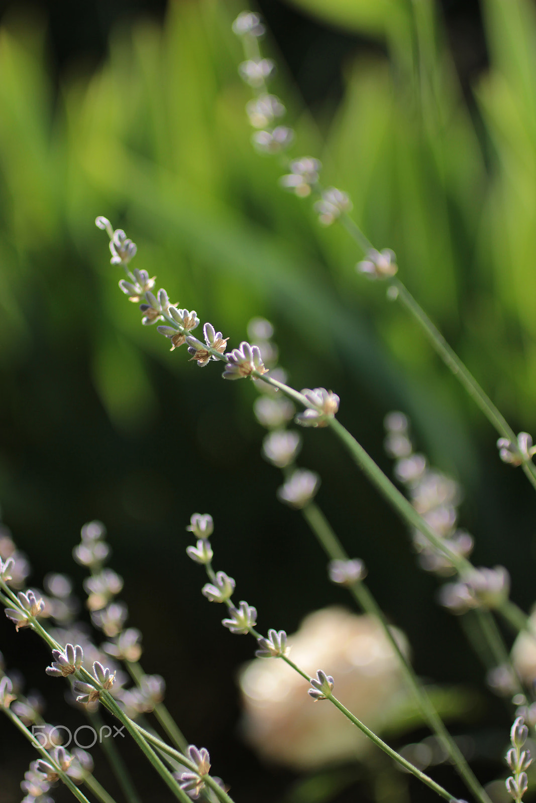 Canon EOS 600D (Rebel EOS T3i / EOS Kiss X5) + Canon EF 50mm F2.5 Macro sample photo. Lavender morning photography