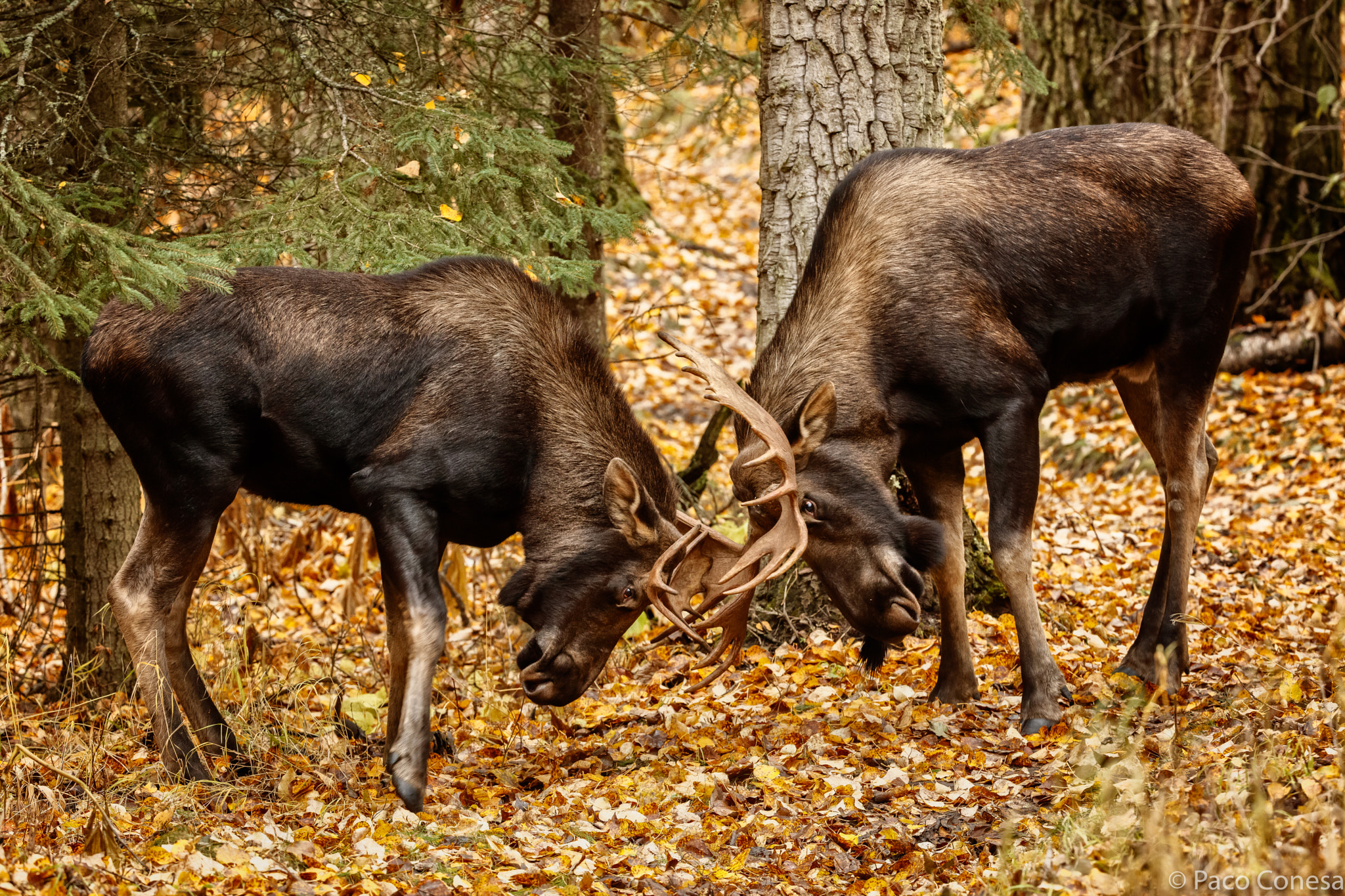 Canon EF 200-400mm F4L IS USM Extender 1.4x sample photo. Fight in the forest photography