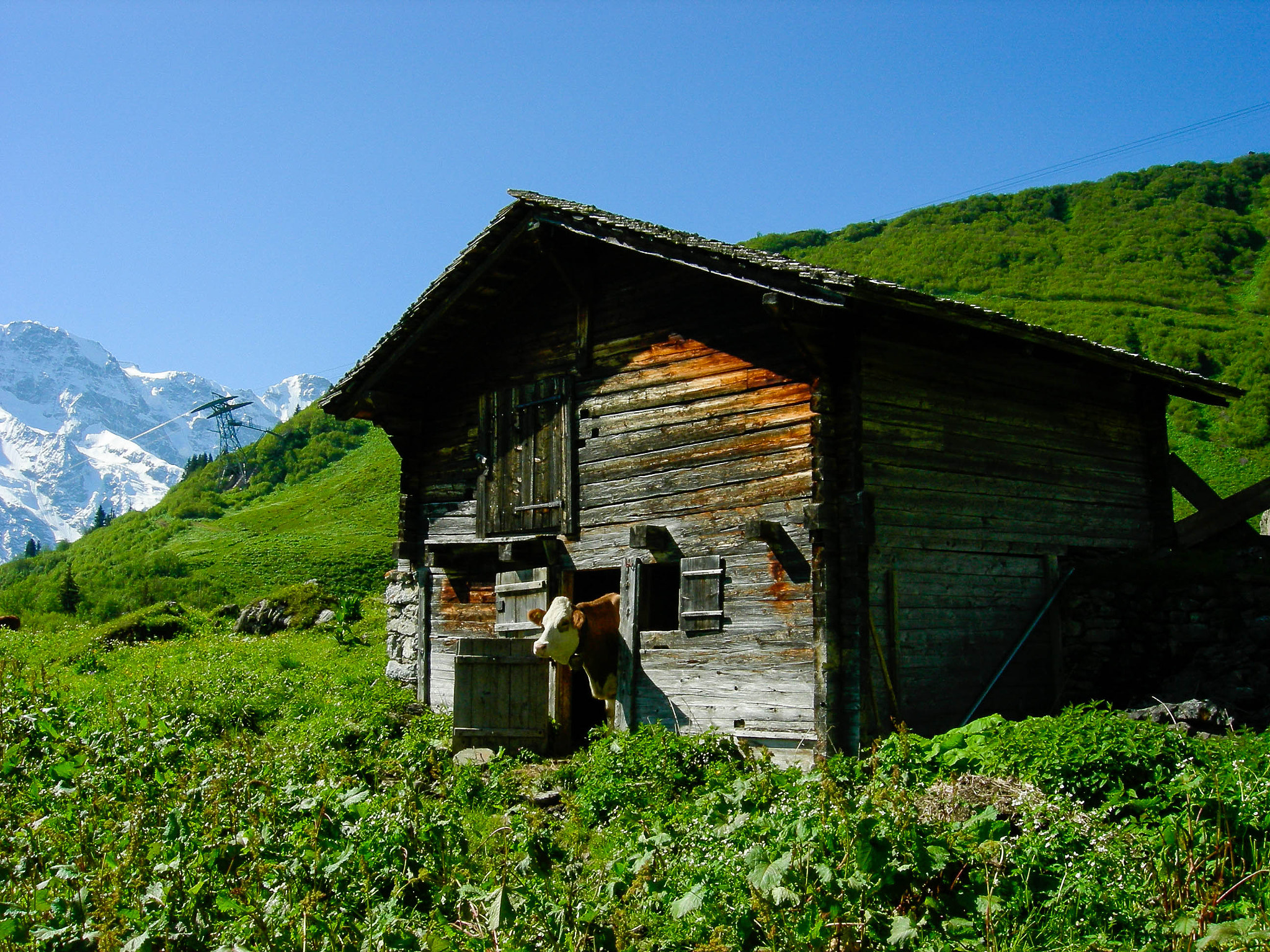 Nikon COOLPIX P2 sample photo. Swiss cow photography