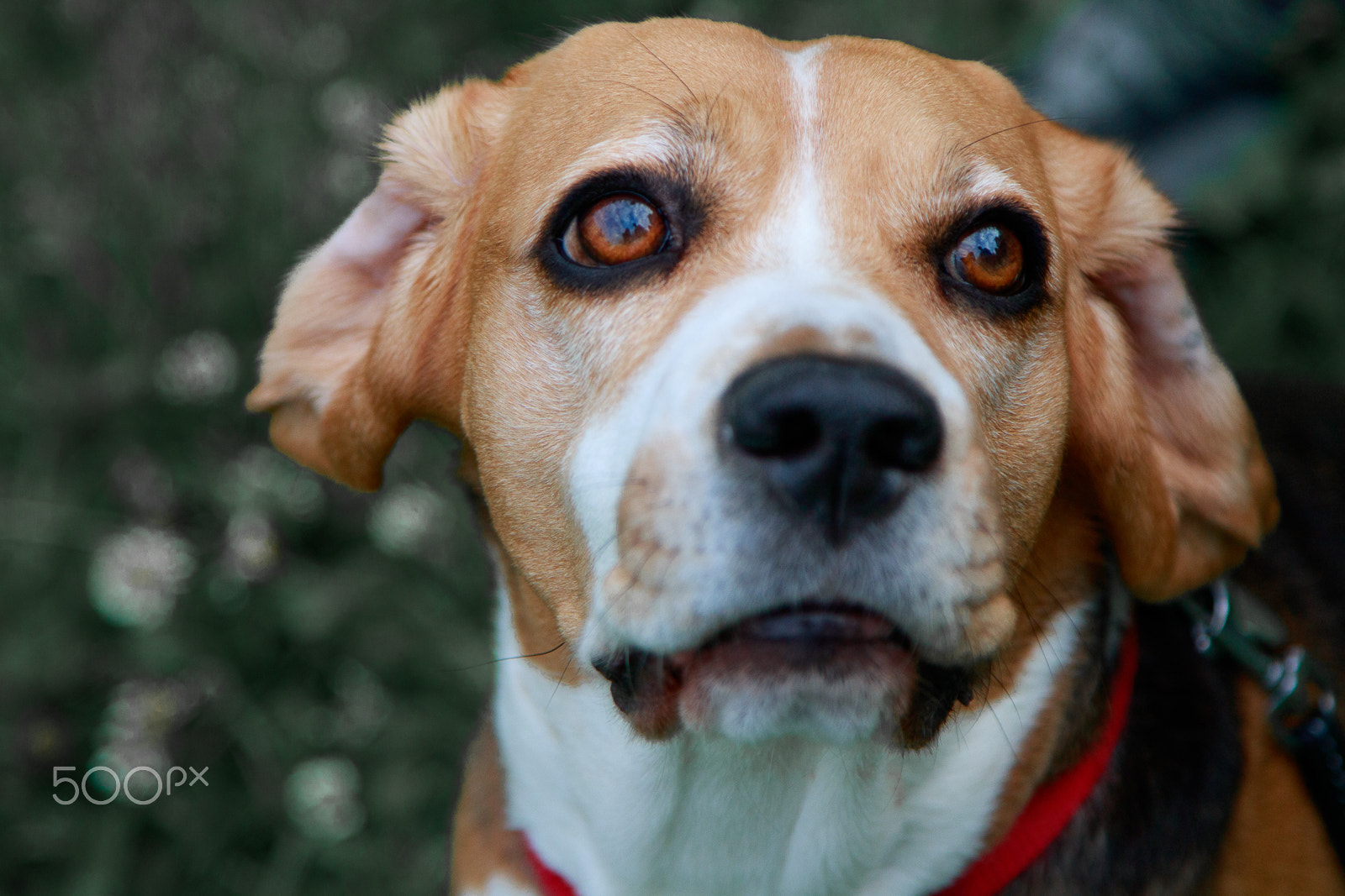 Canon EOS 750D (EOS Rebel T6i / EOS Kiss X8i) sample photo. I am totally yours... photography