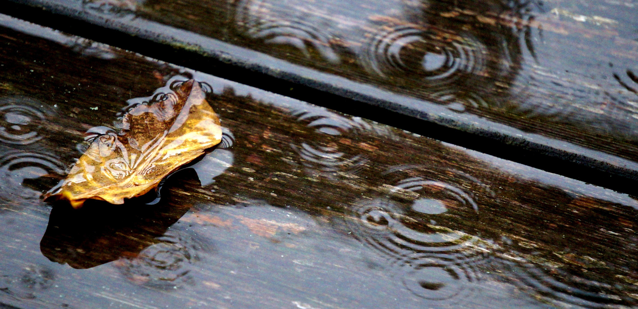 Sony Alpha NEX-3N sample photo. Summerrain photography