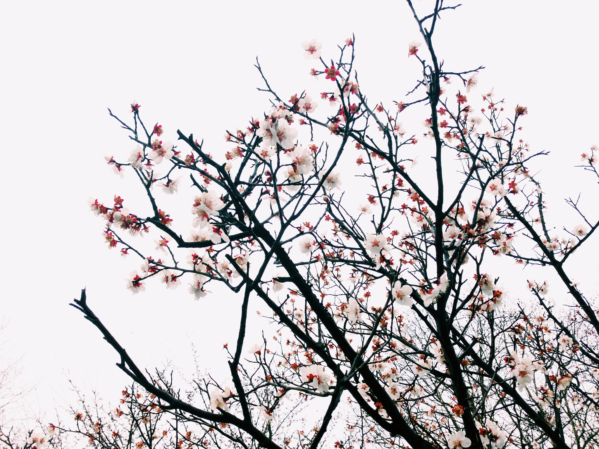 vivo X5PRO D sample photo. 樱花 photography