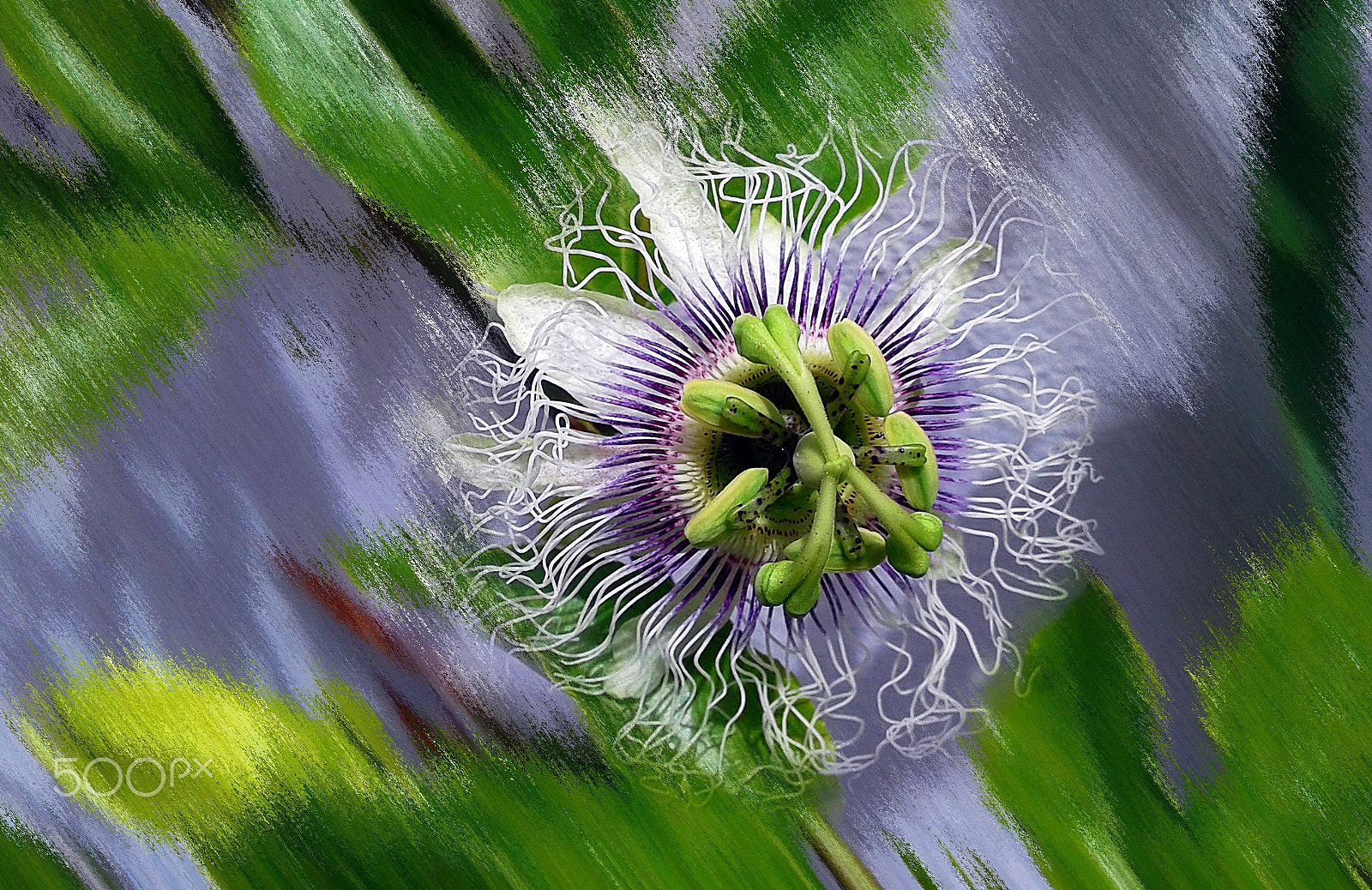 Samsung Galaxy Core Plus sample photo. Passionflower photography