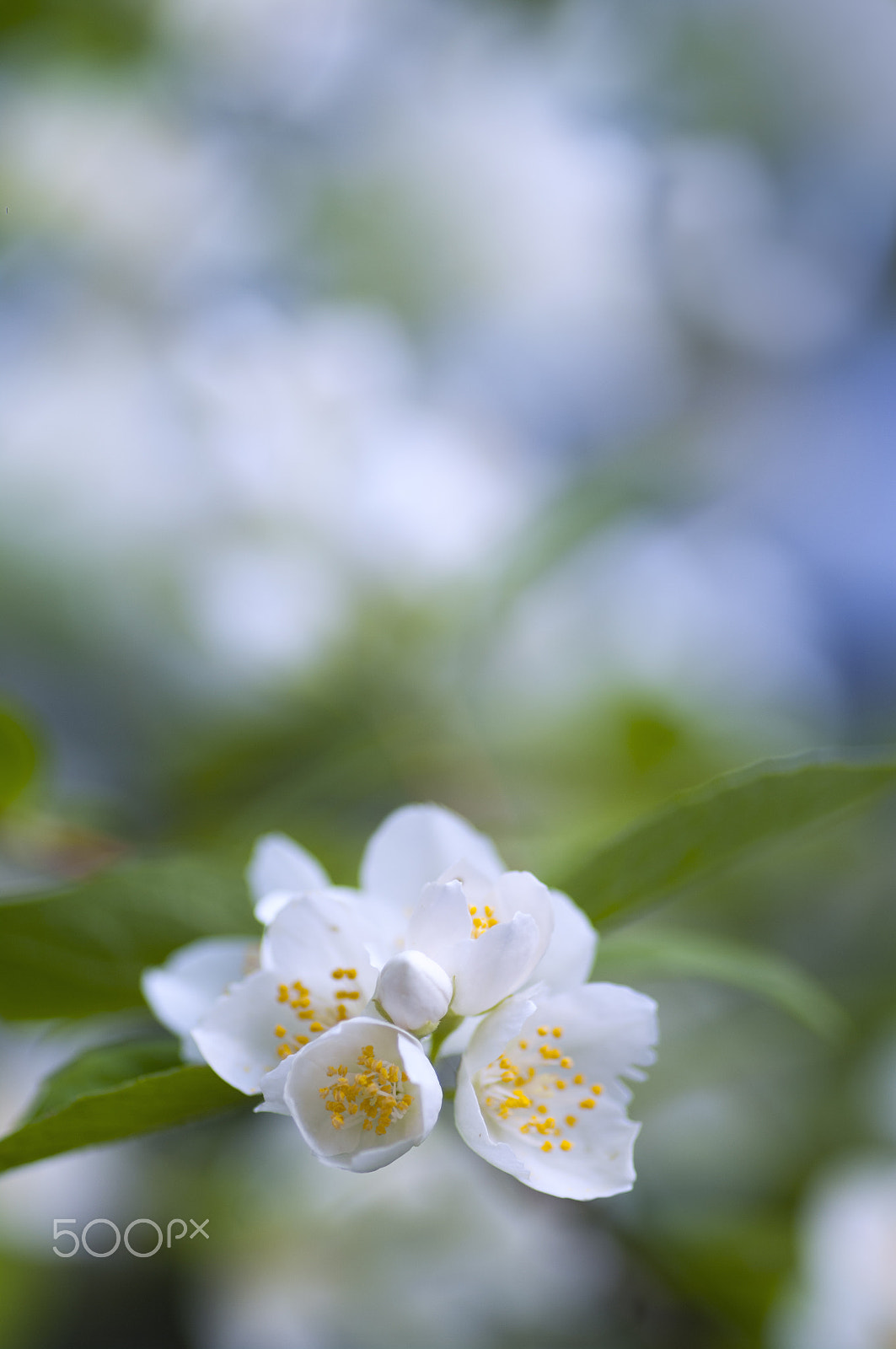 Pentax smc D-FA 100mm F2.8 macro sample photo. Jasmine photography