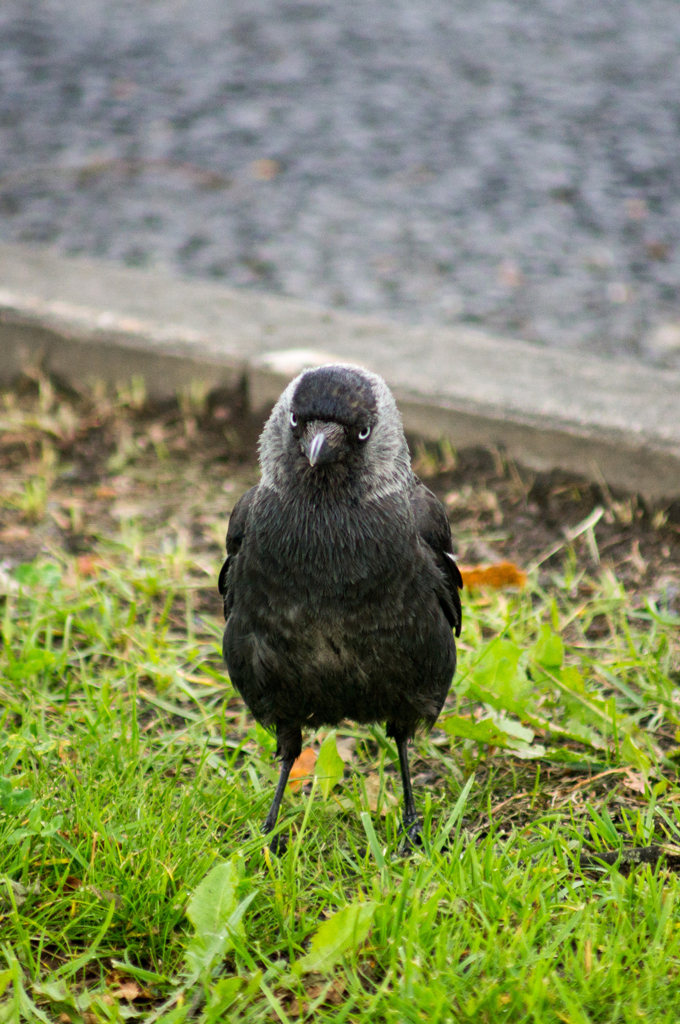 Minolta AF 70-210mm F4 Macro sample photo. Stop! who are you? photography