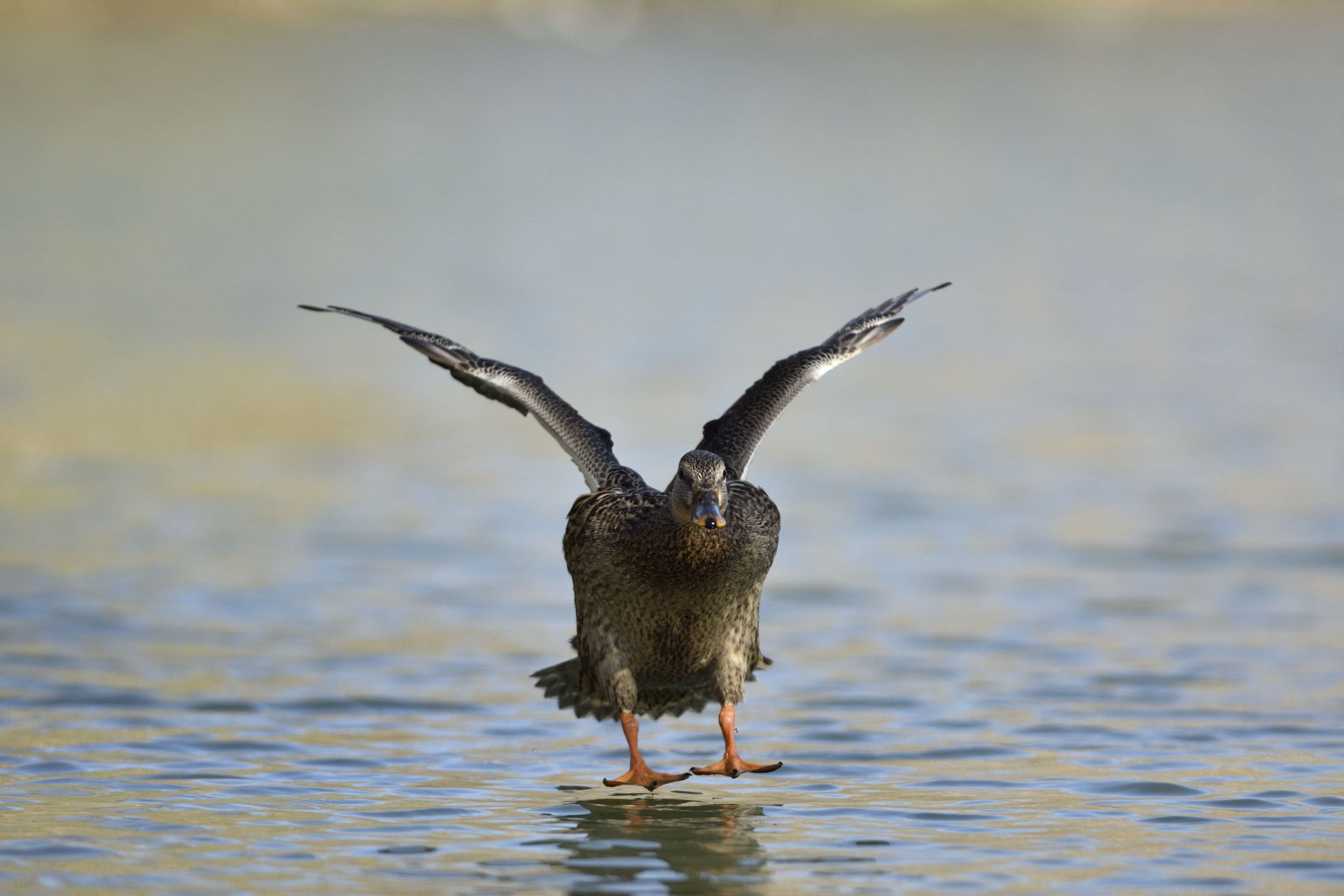 Nikon AF-S Nikkor 300mm F2.8G ED-IF VR sample photo. Imminent landing photography