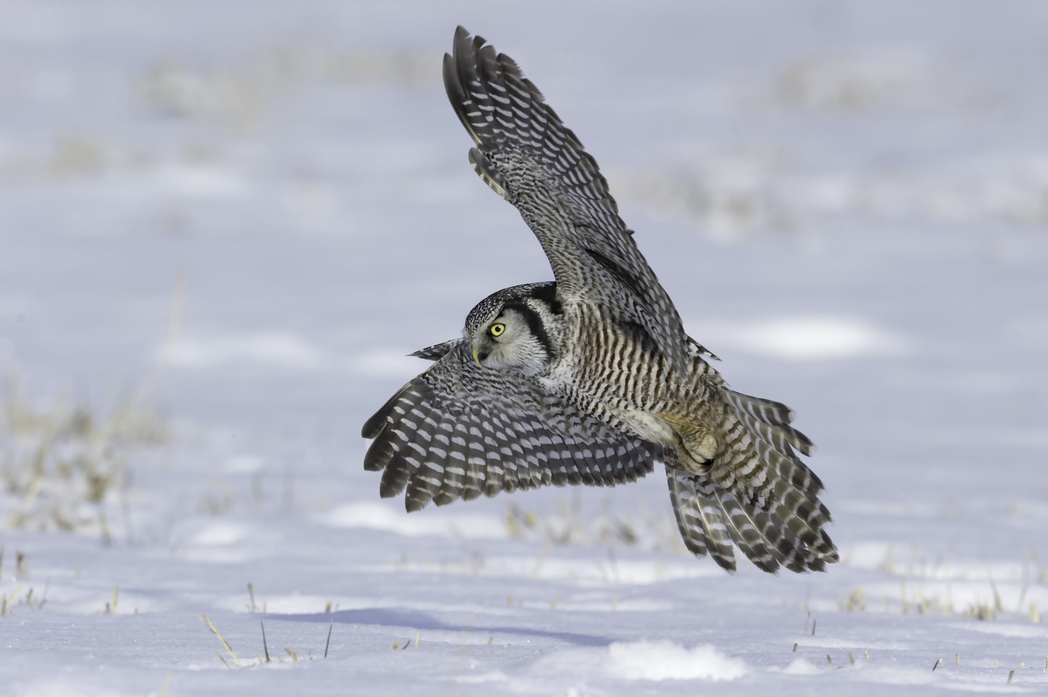 Nikon D3S + Nikon AF-S Nikkor 600mm F4G ED VR sample photo. On the hunt... photography