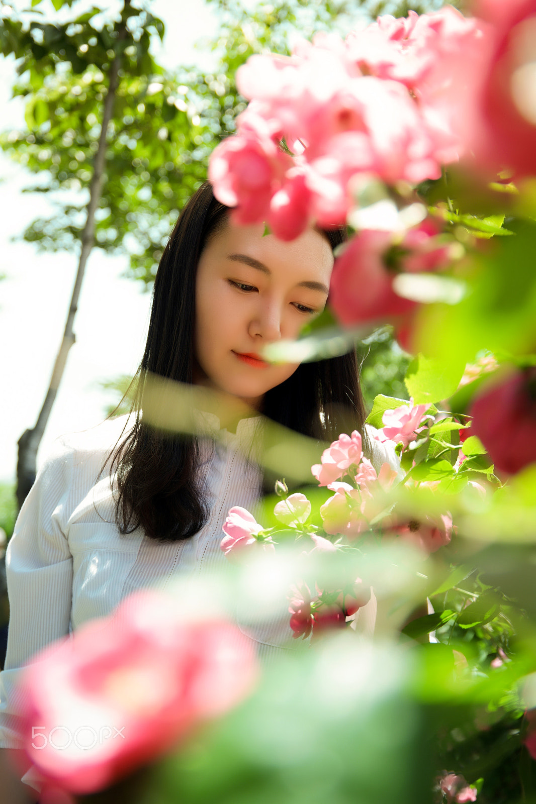 Saumsun NX 16-50mm F2-2.8 S ED OIS sample photo. 2016's seoul roses festival. photography