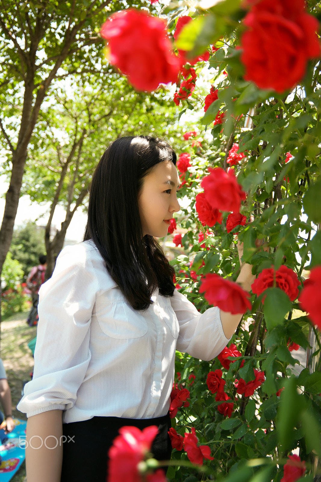 Saumsun NX 16-50mm F2-2.8 S ED OIS sample photo. 2016's seoul roses festival. photography