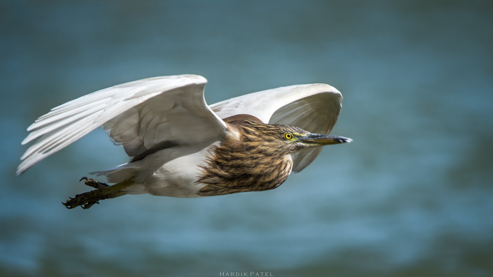 Nikon D4S sample photo. The flight photography