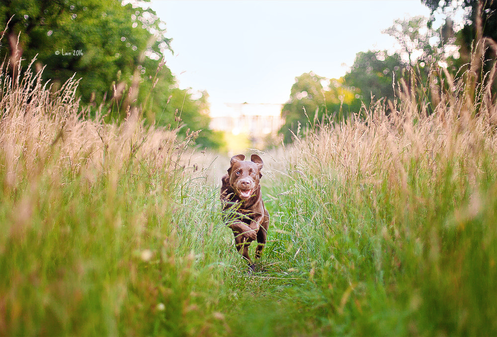 Canon EF 50mm F1.4 USM sample photo. Running yuki photography