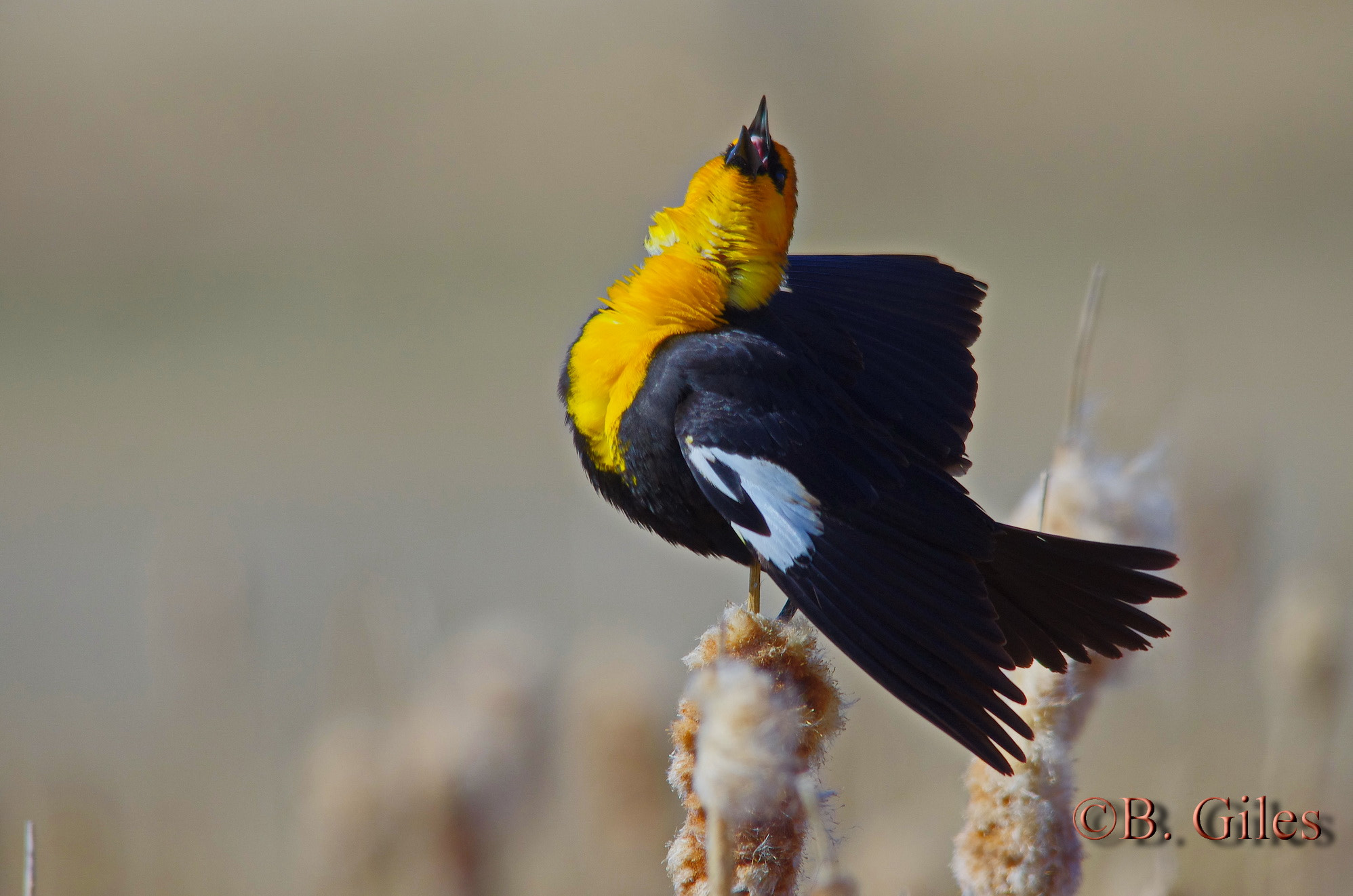 Sigma 150-500mm F5-6.3 DG OS HSM sample photo. Spring song photography