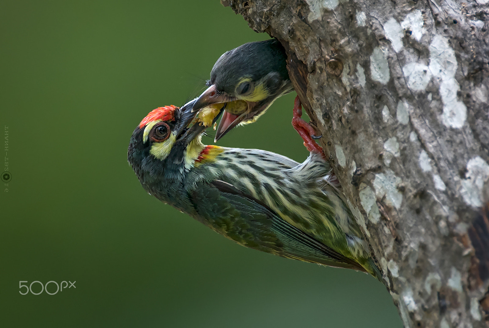 Nikon AF-S Nikkor 600mm F4D ED-IF II sample photo