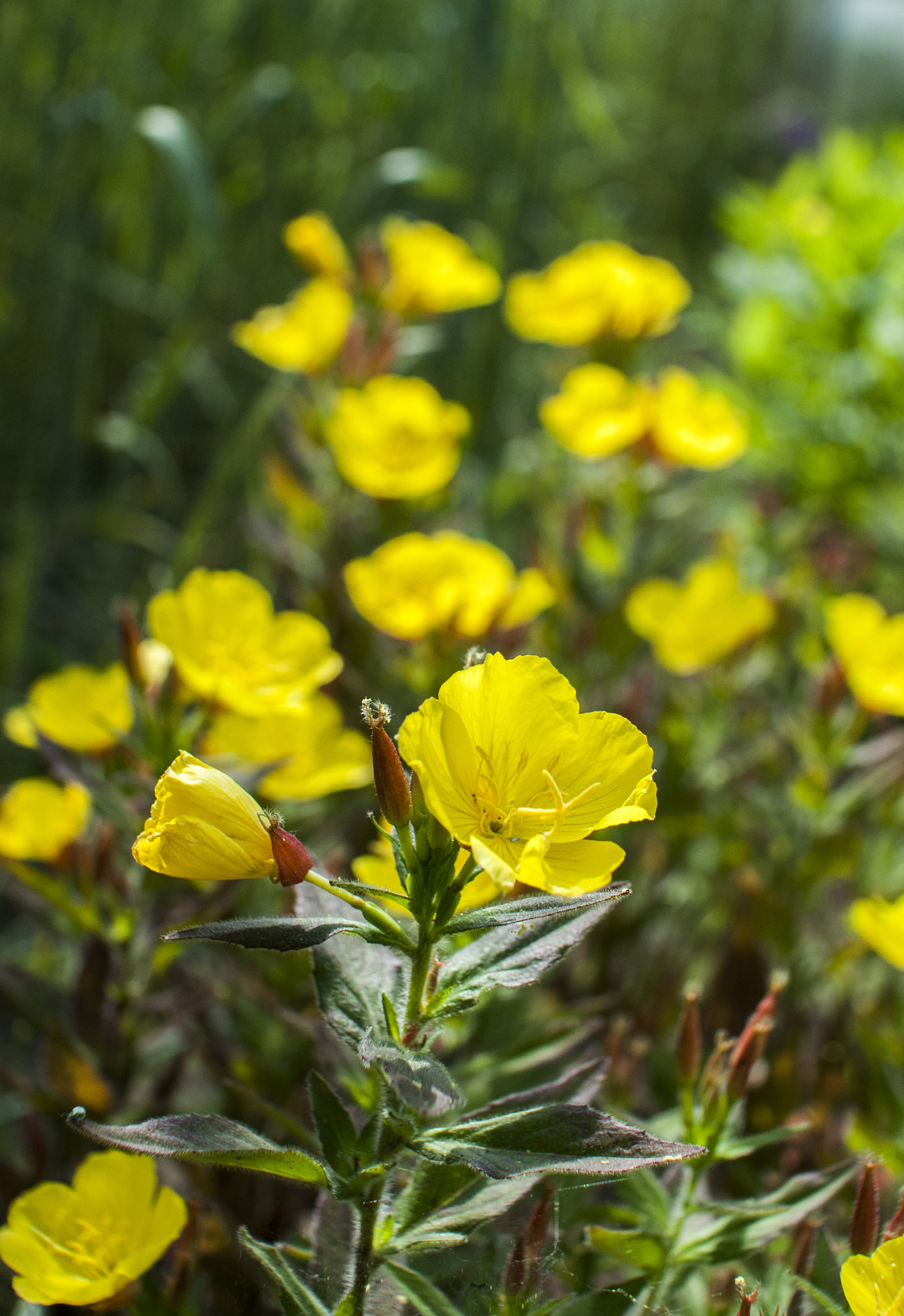 Nikon D300 + Sigma 30mm F1.4 EX DC HSM sample photo. Summer flowers photography