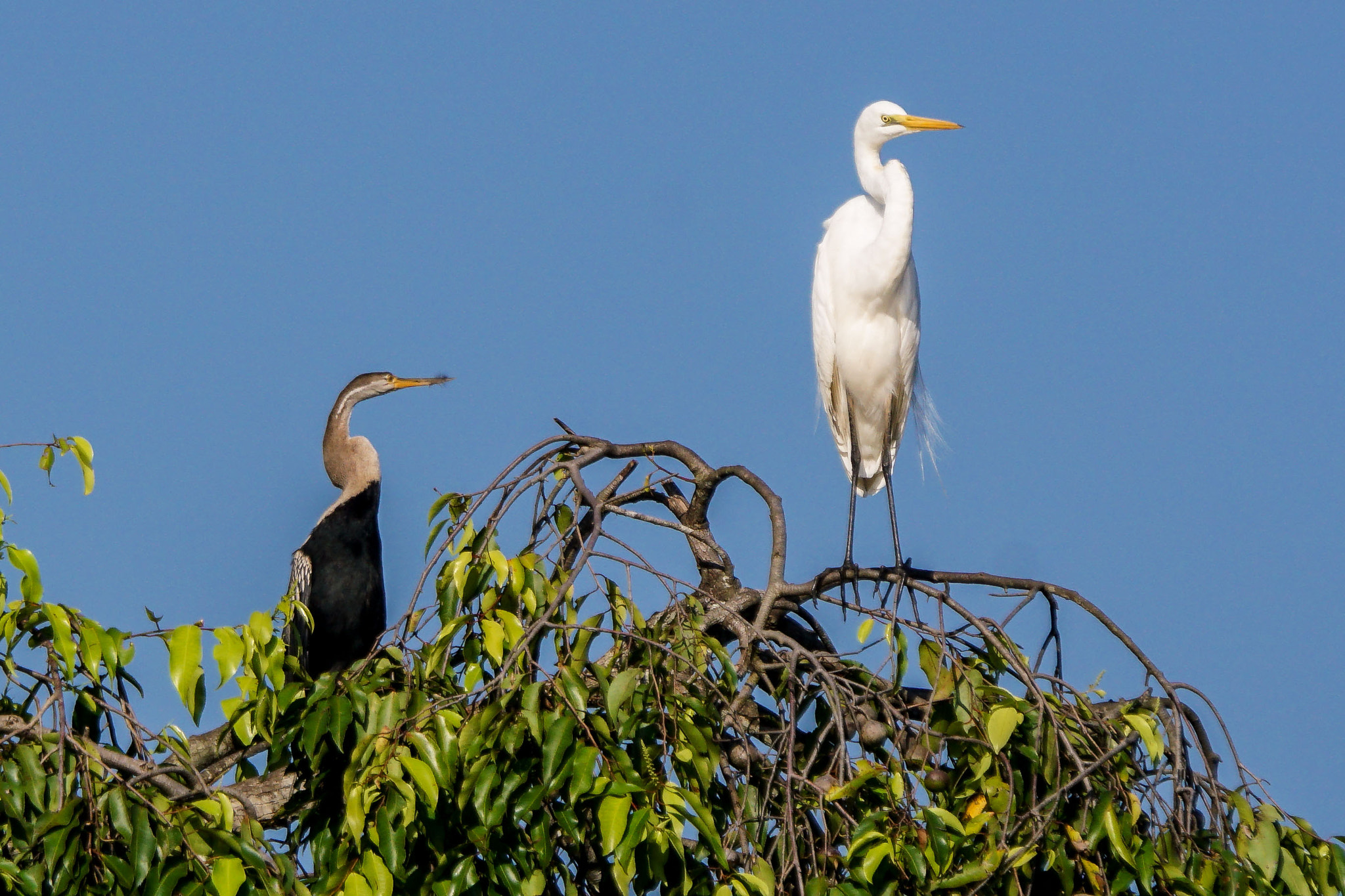 Sony ILCA-77M2 + Sony 70-400mm F4-5.6 G SSM II sample photo. Oriental darter & great egret photography