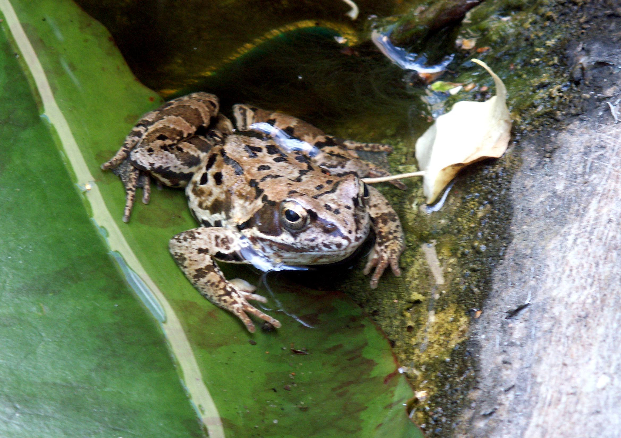 KONICA MINOLTA DiMAGE Z5 sample photo. Frog photography