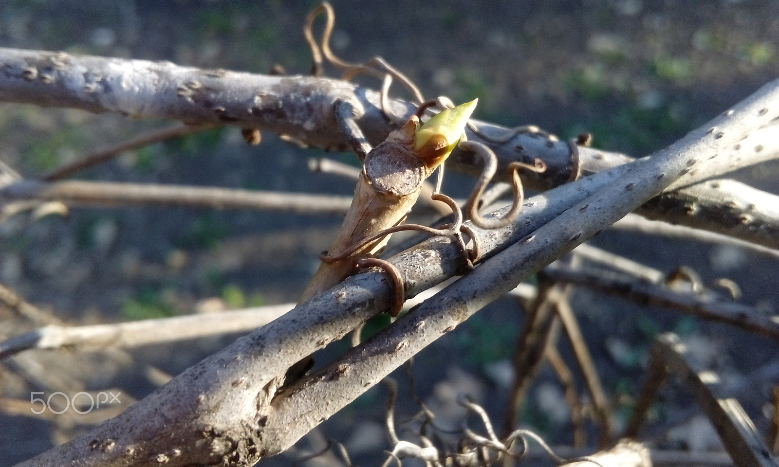 HTC DESIRE 526G+ DUAL SIM sample photo. Macro tree photography