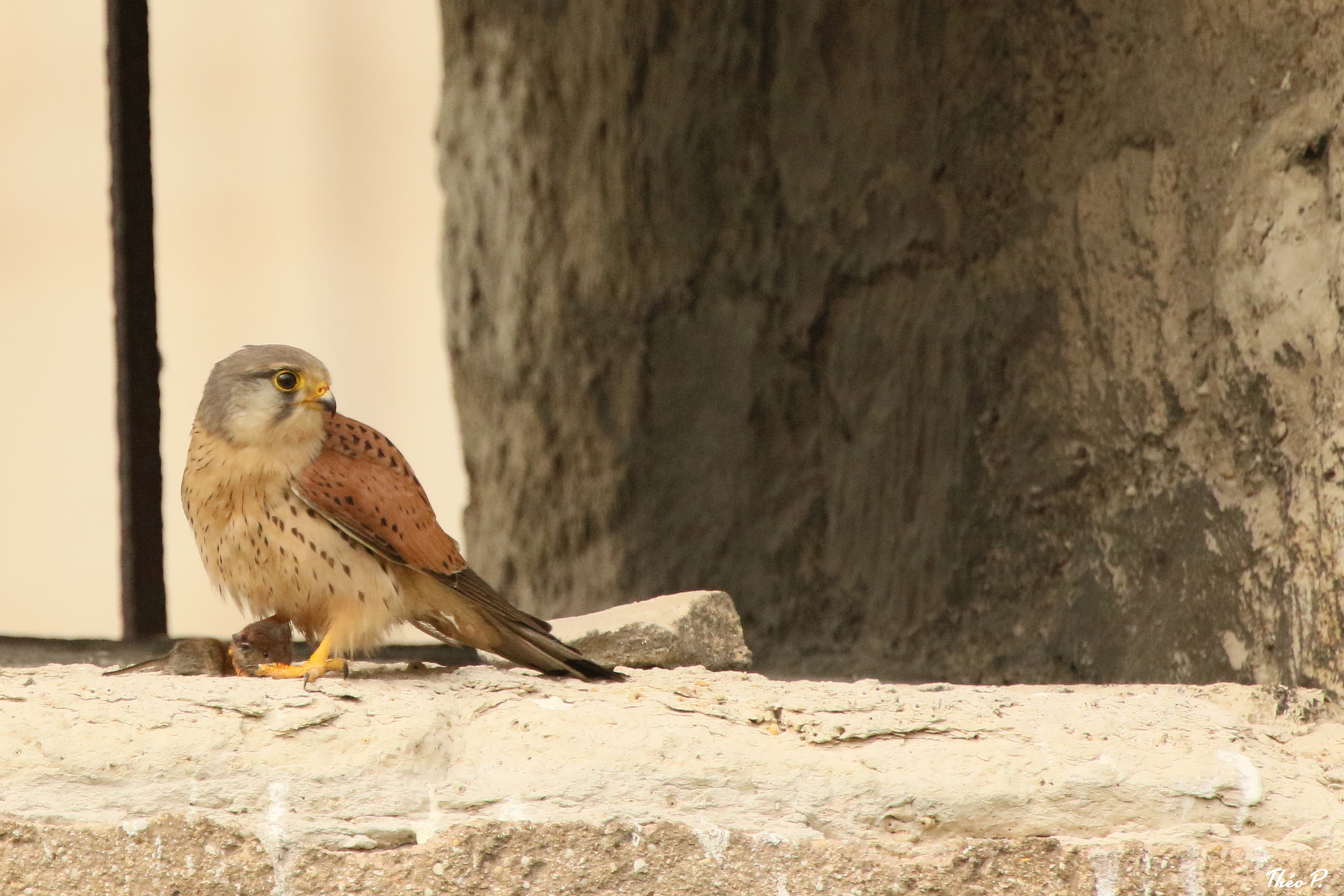 Canon EF 300mm F2.8L IS USM sample photo. Kestrel / faucon crécerelle photography