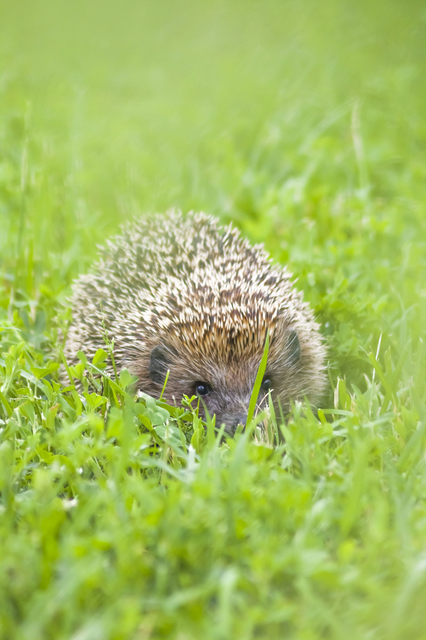 Canon EOS 450D (EOS Rebel XSi / EOS Kiss X2) sample photo. Hedgehog photography