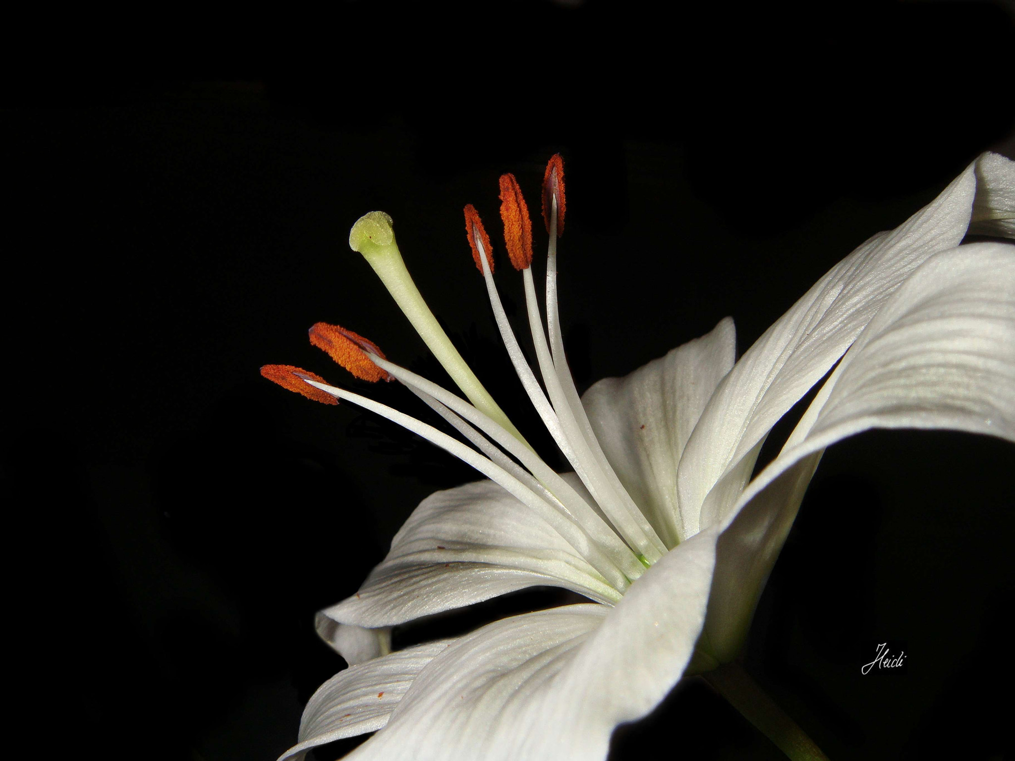 Sony DSC-T77 sample photo. Lilie photography