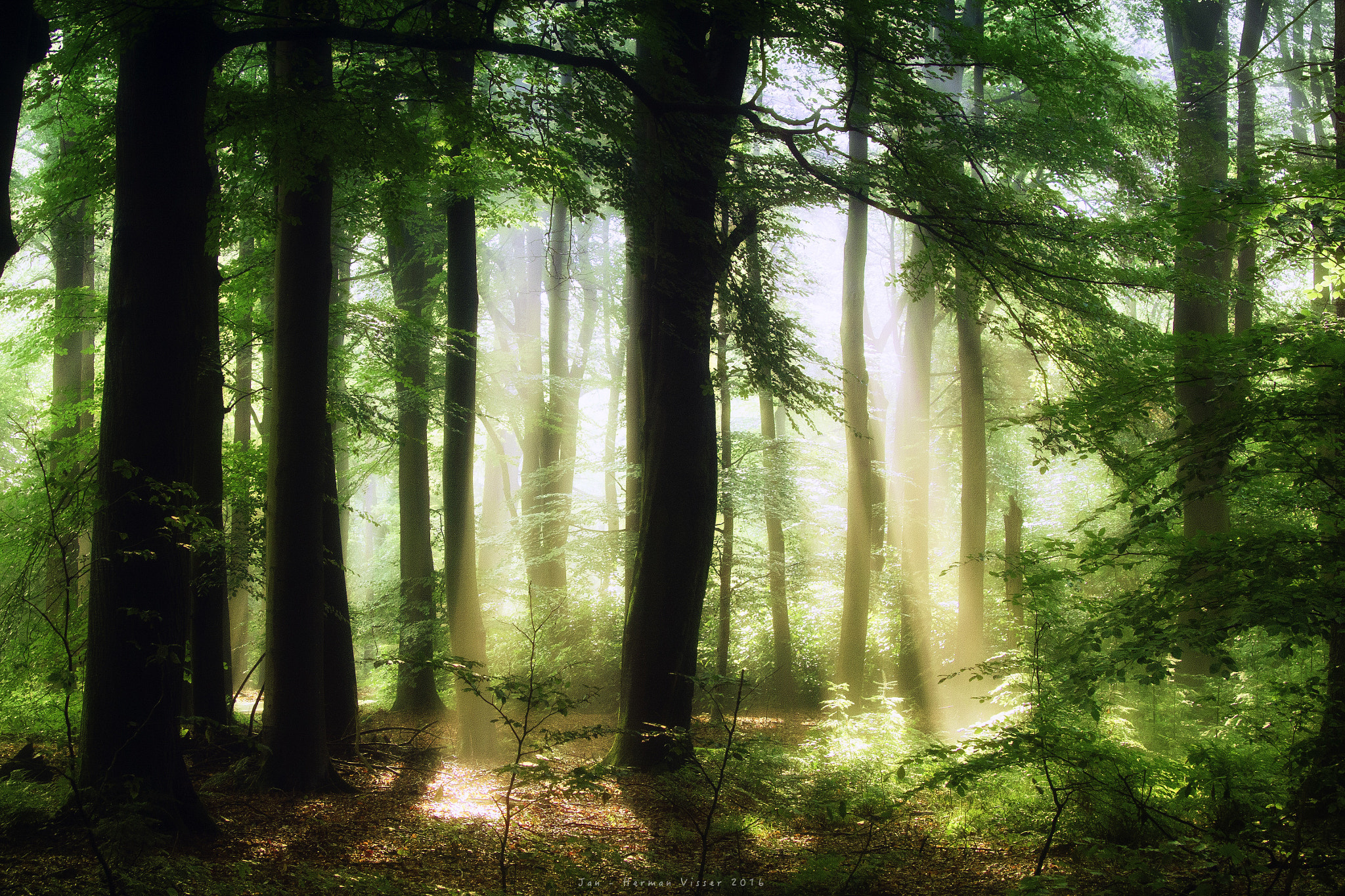 Canon EF 50-200mm f/3.5-4.5 sample photo. Sunbeams in lochem... photography